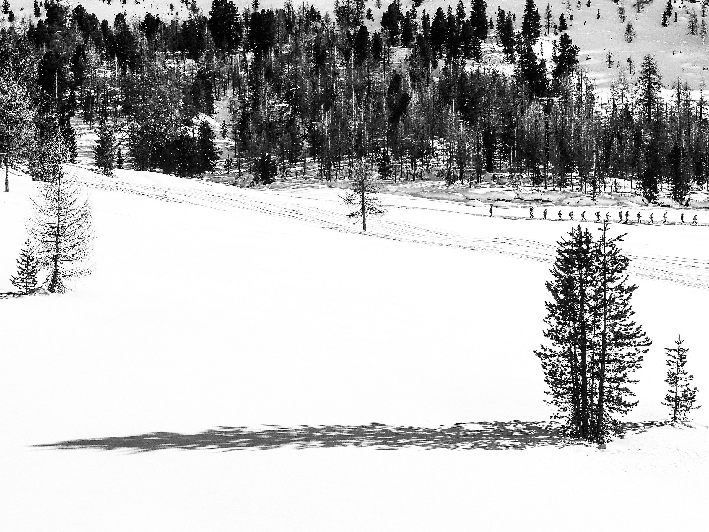 The pine believed to be cypress
