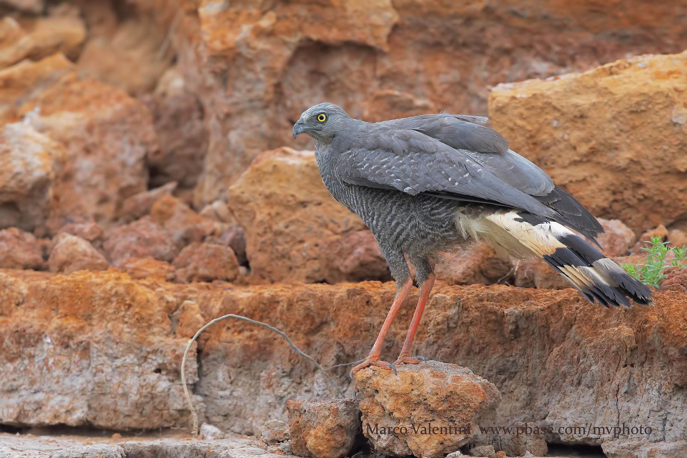 The strange raptor wading