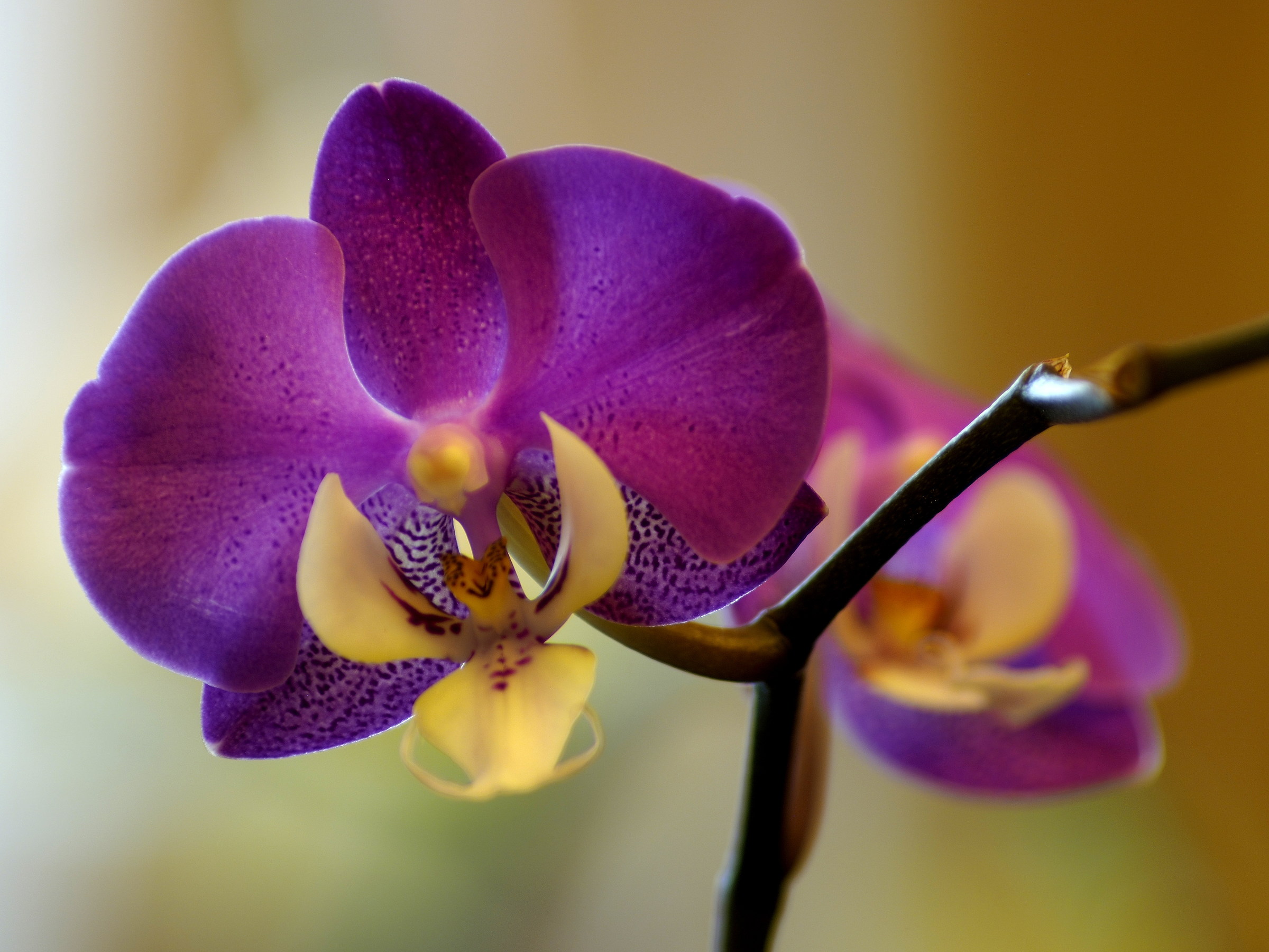 Phalaenopsis