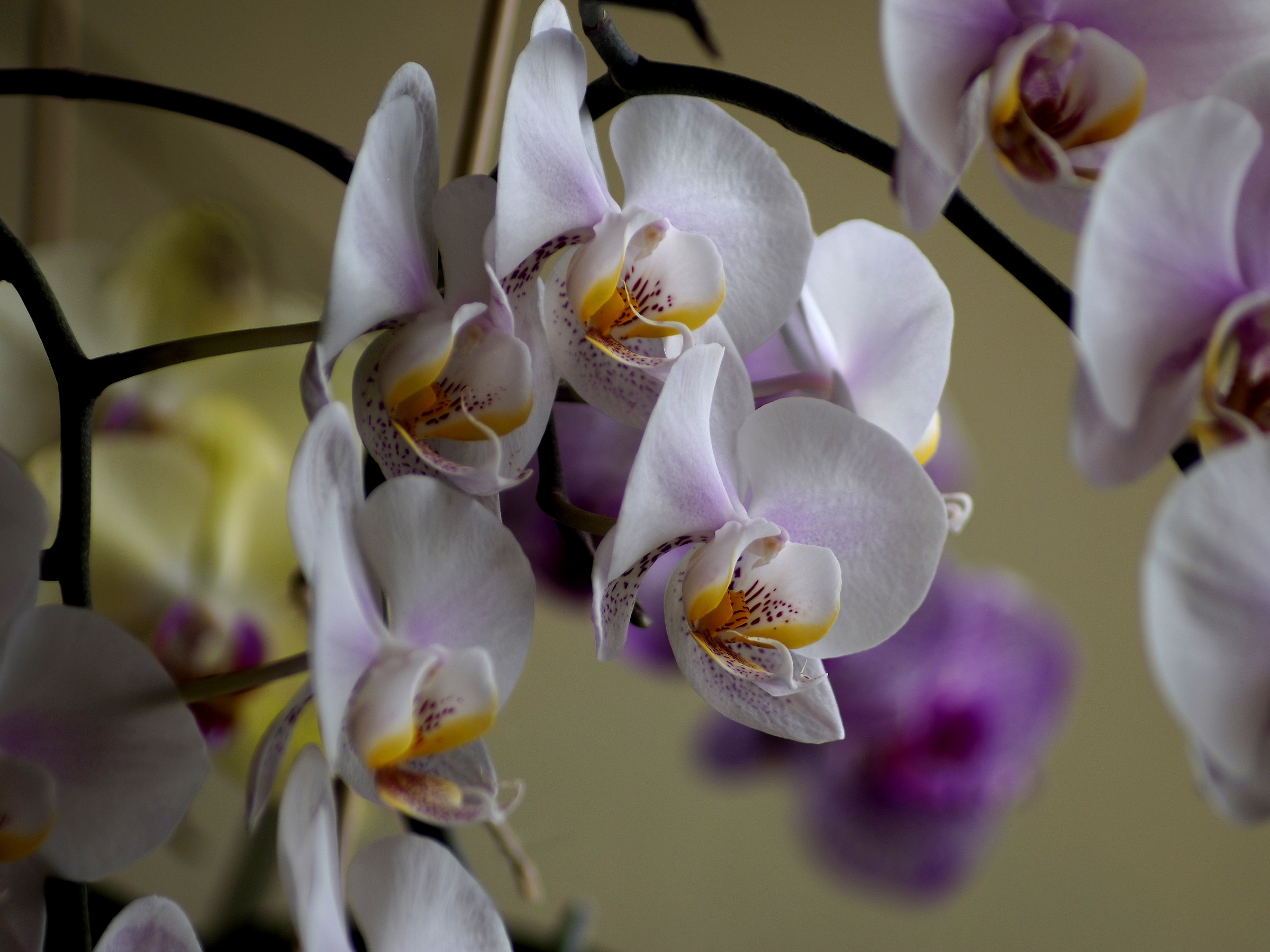 Phalaenopsis