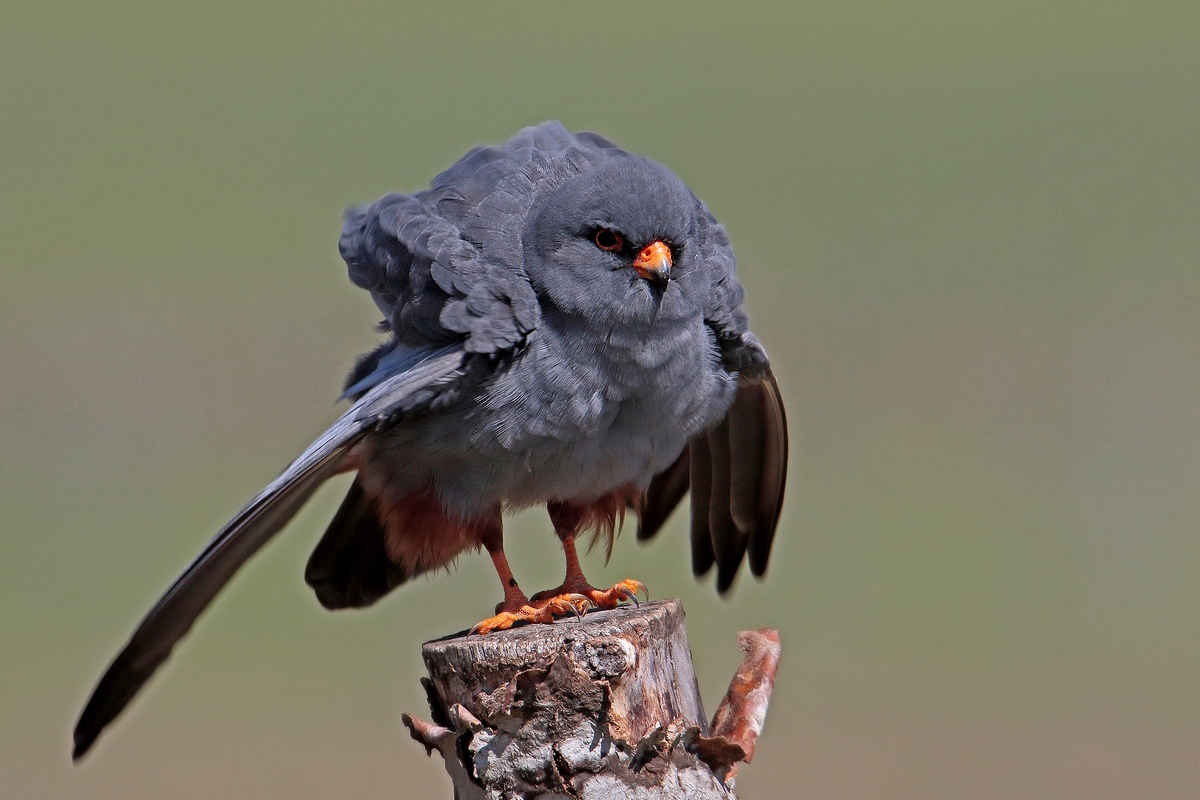 falco cuculo maschio