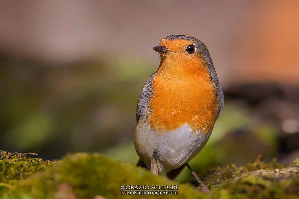 Erithacus rubecula