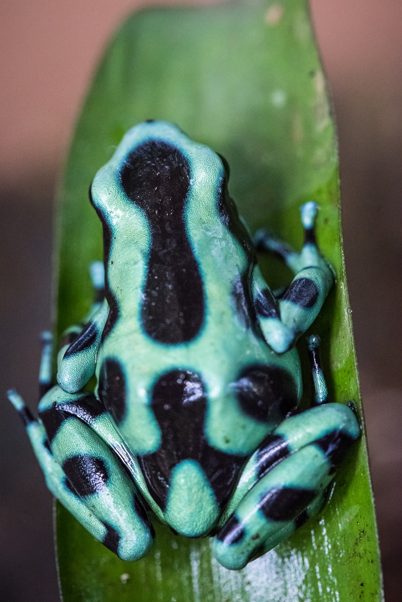 Dart Frog