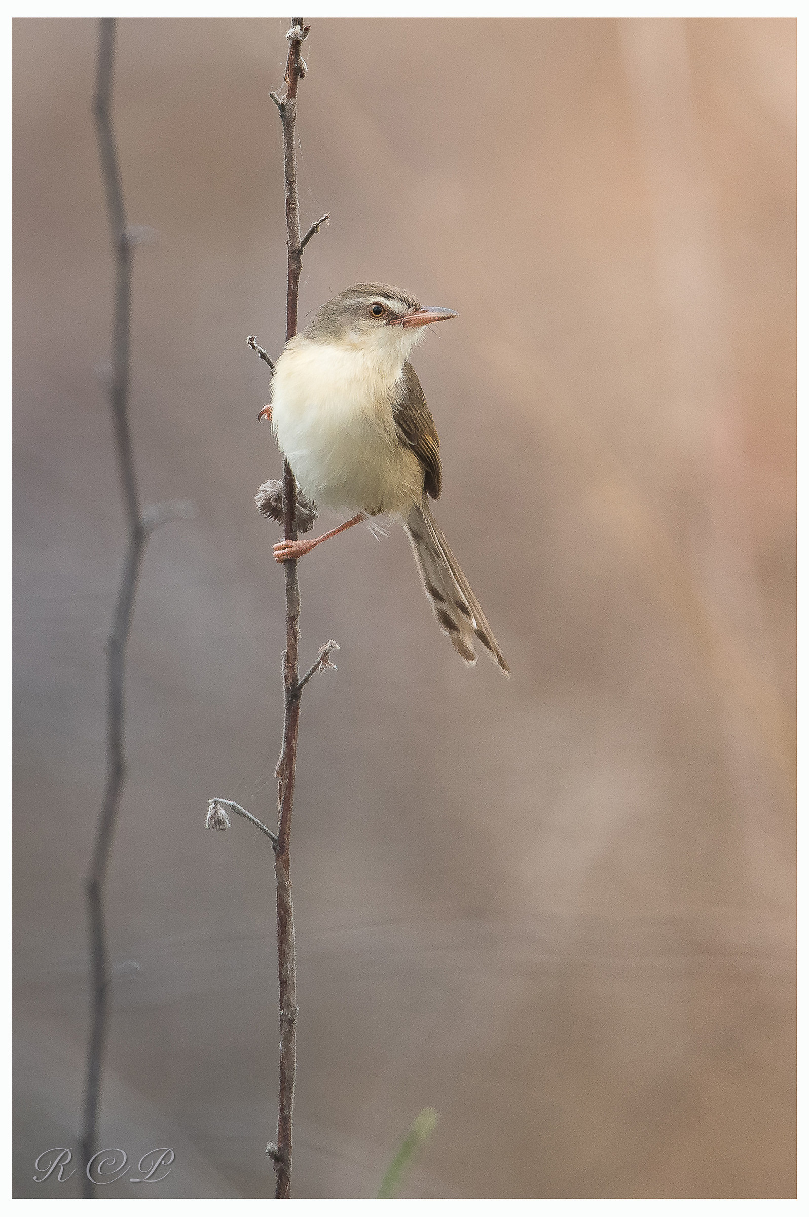 plain prinia