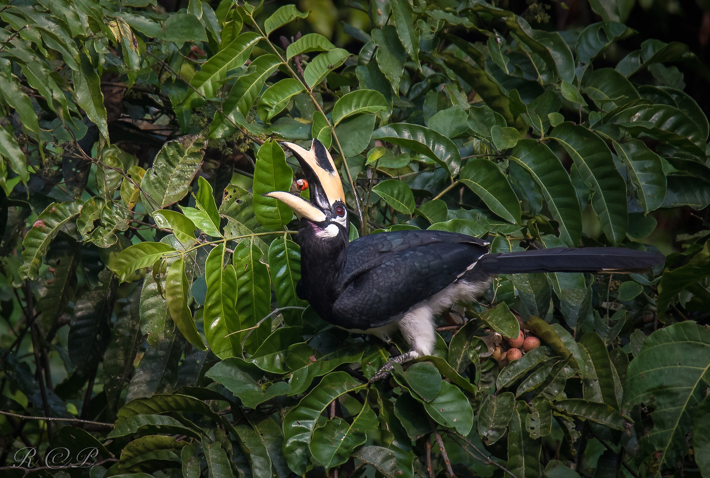 Eastern bianconero bucero with berry