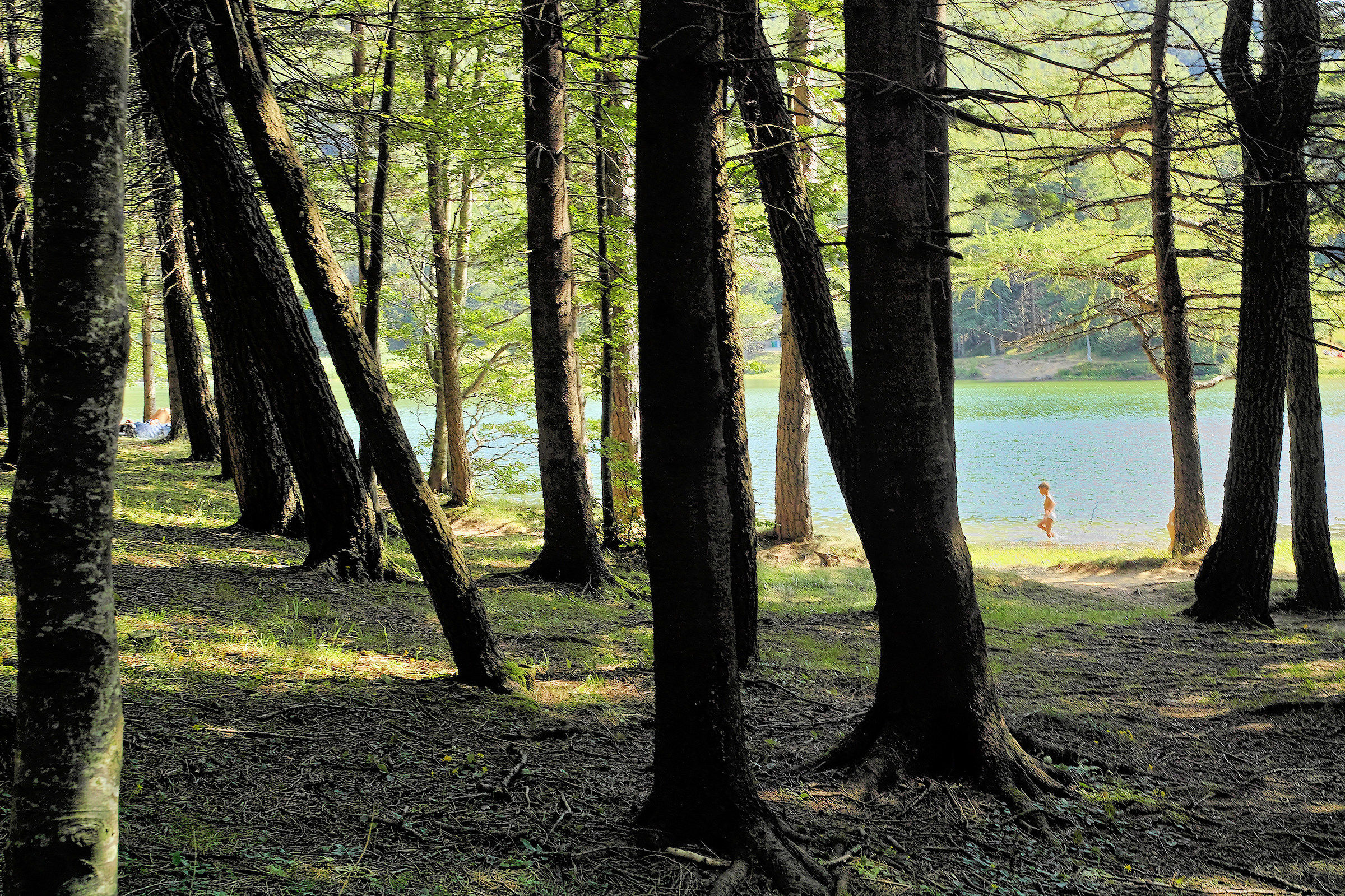 Bosco dell'orco cattivo