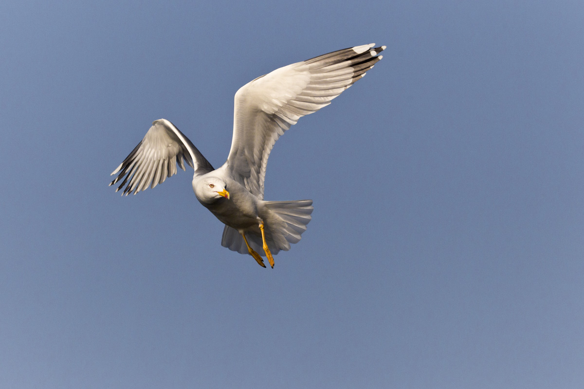 Gabbiano reale adulto...