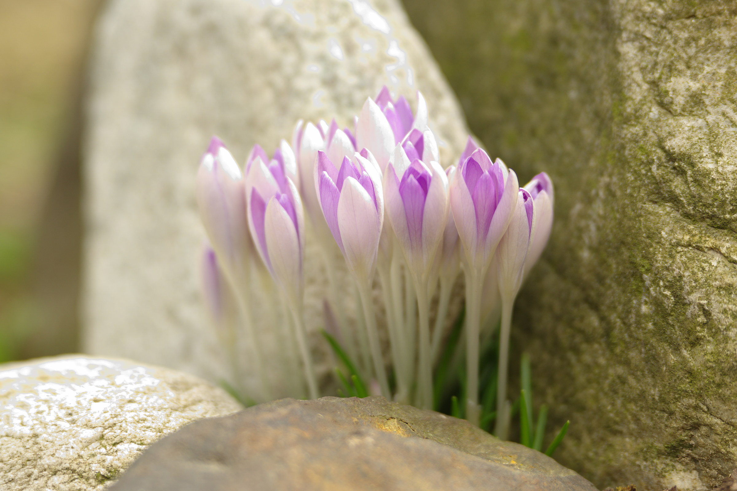 The brothers of the Crocus