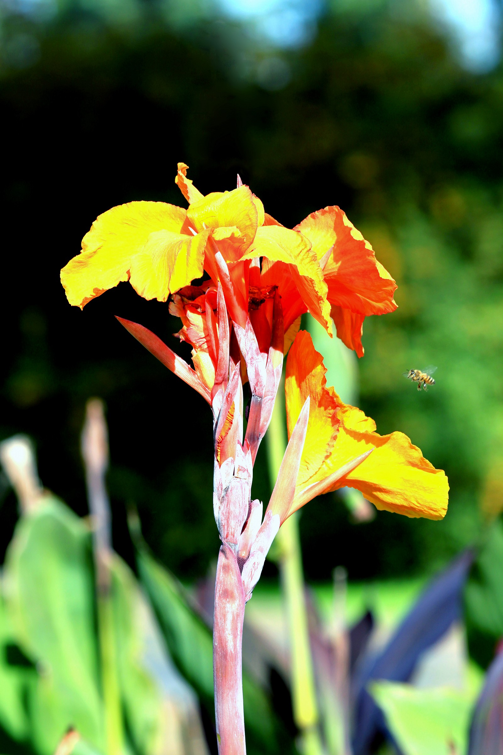 the bee and Mrs. giulia life