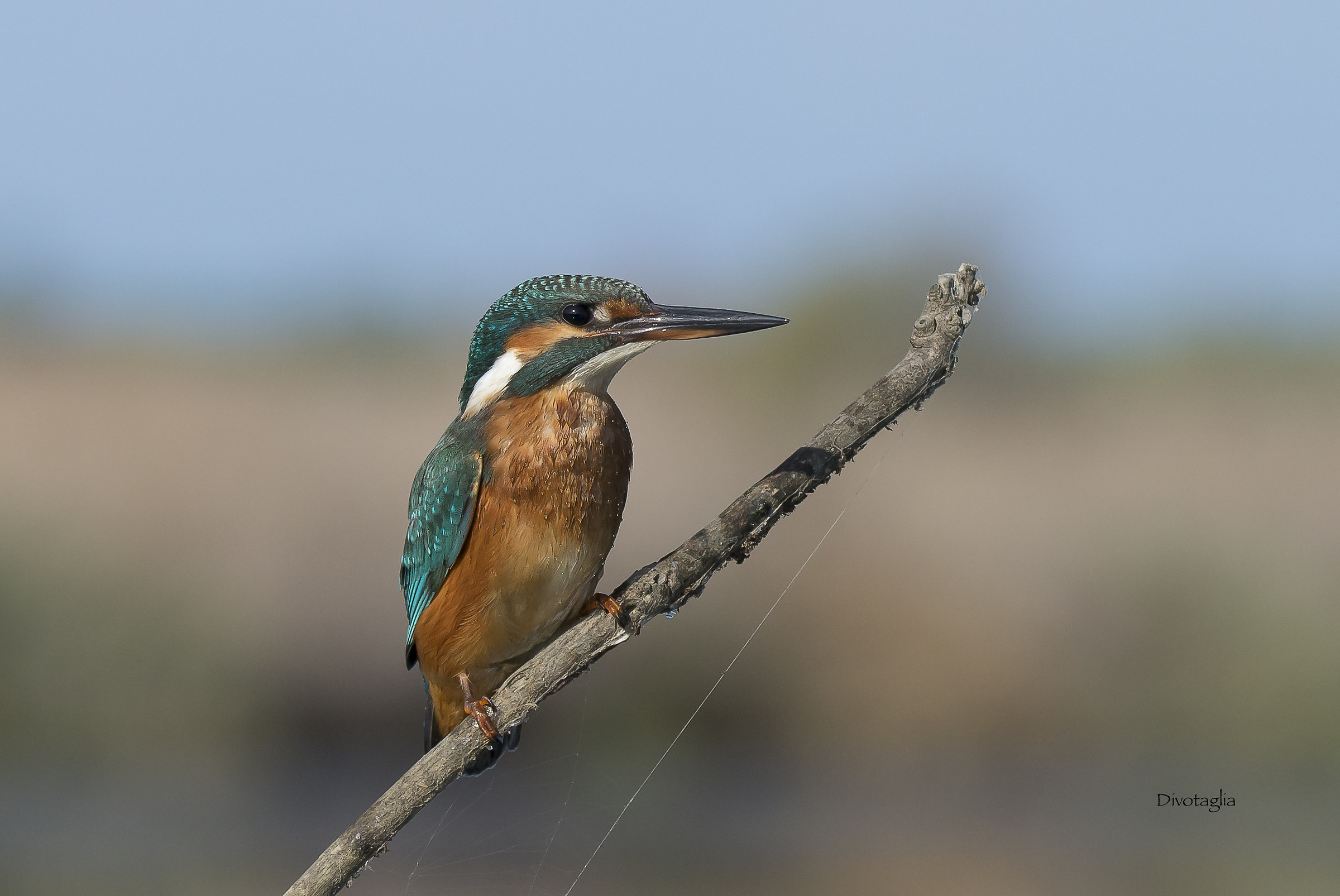In attesa del prossimo tuffo