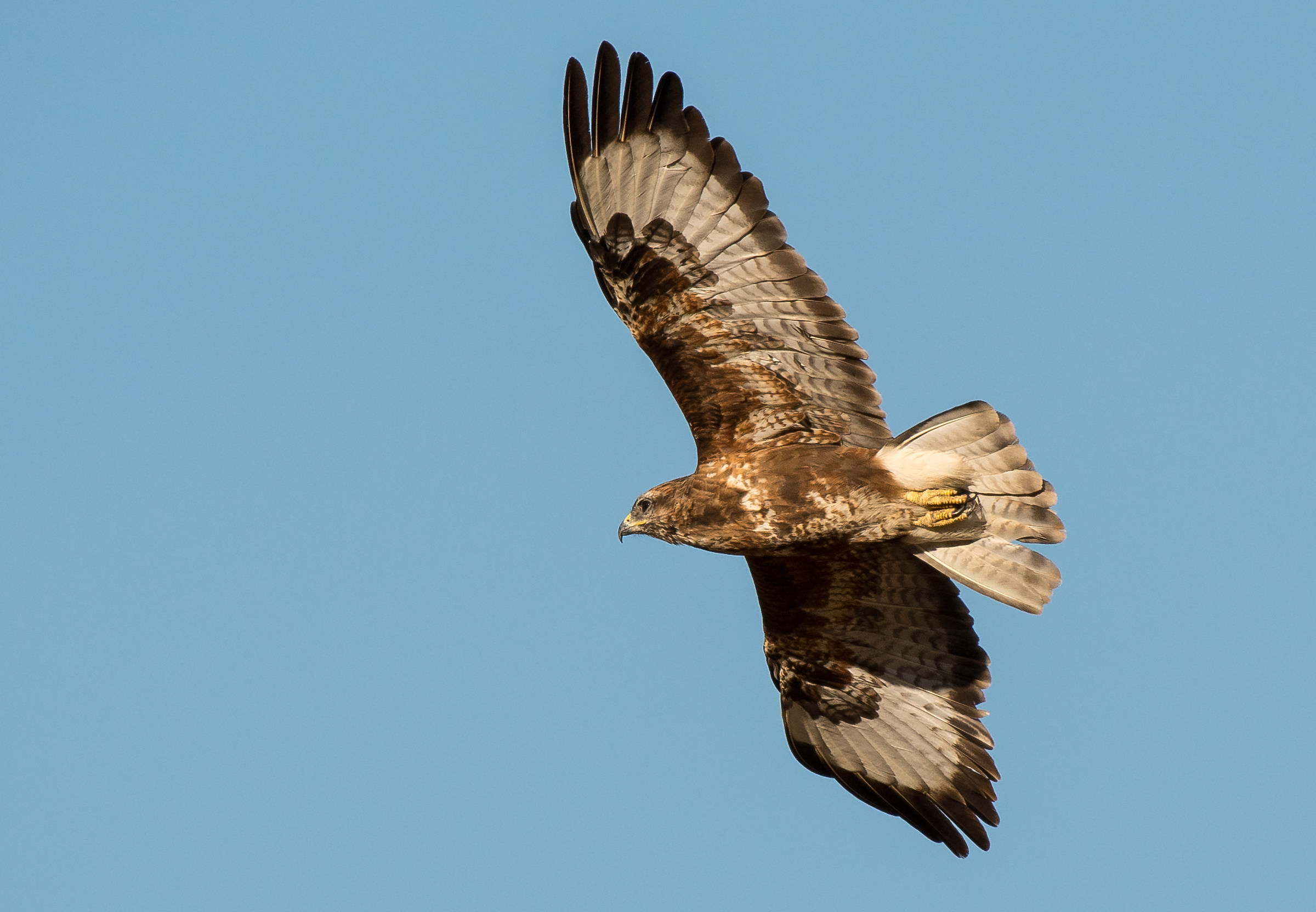 Buzzard