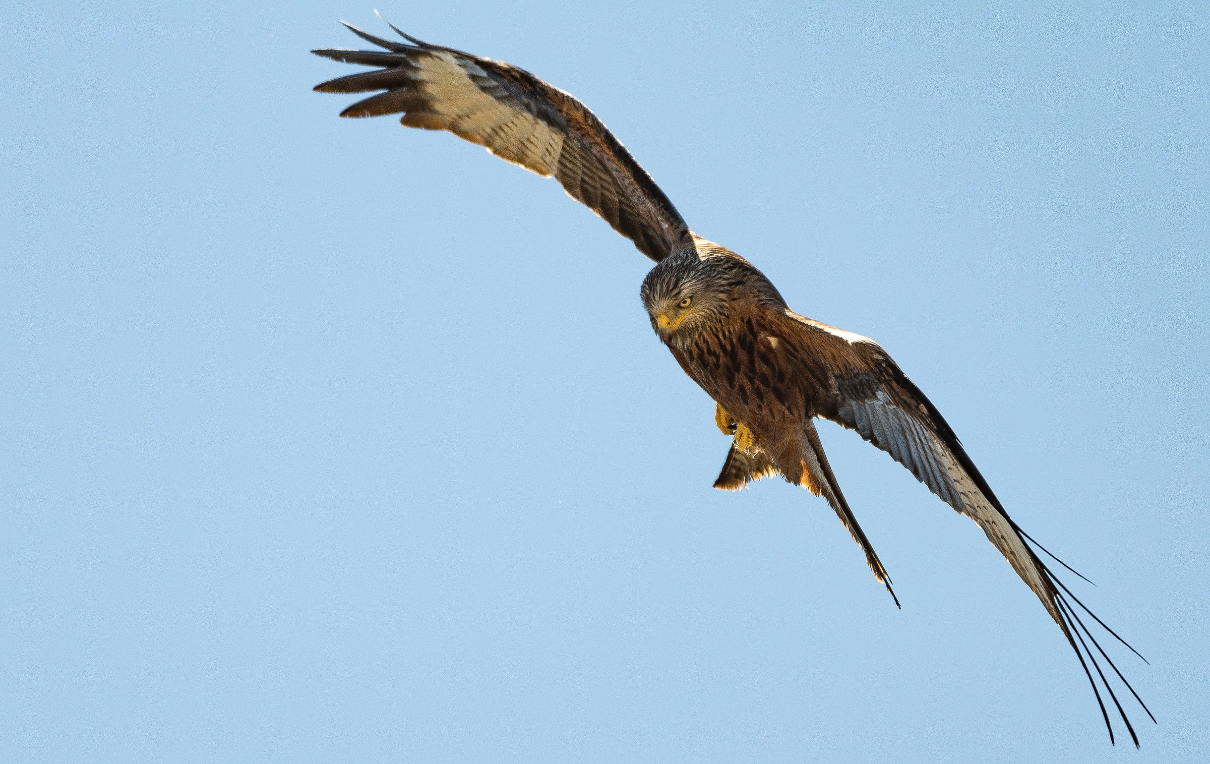 Red Kite