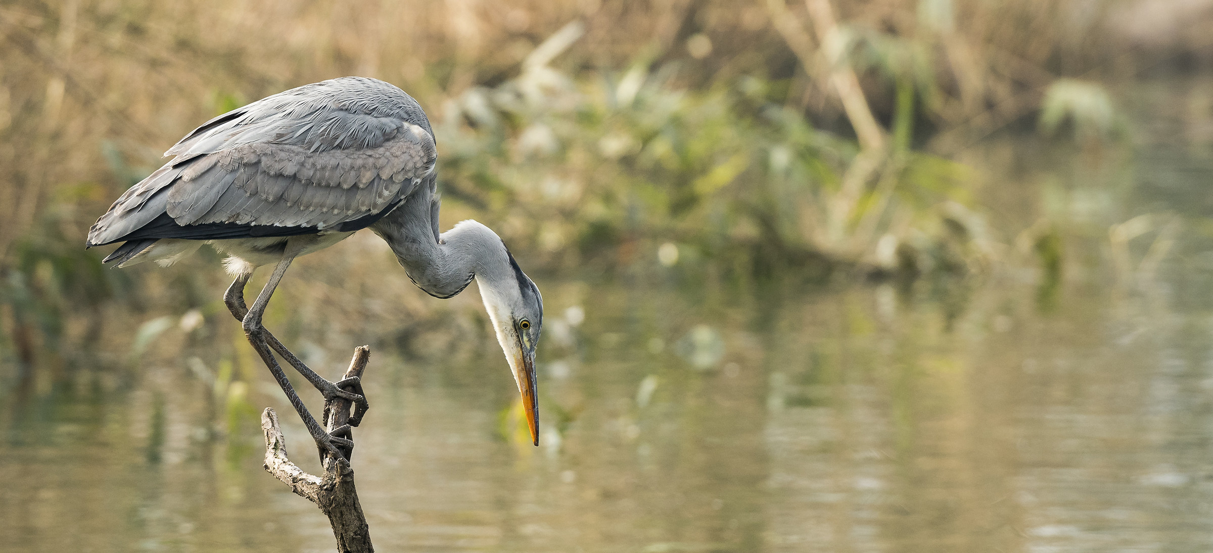 Gray Heron