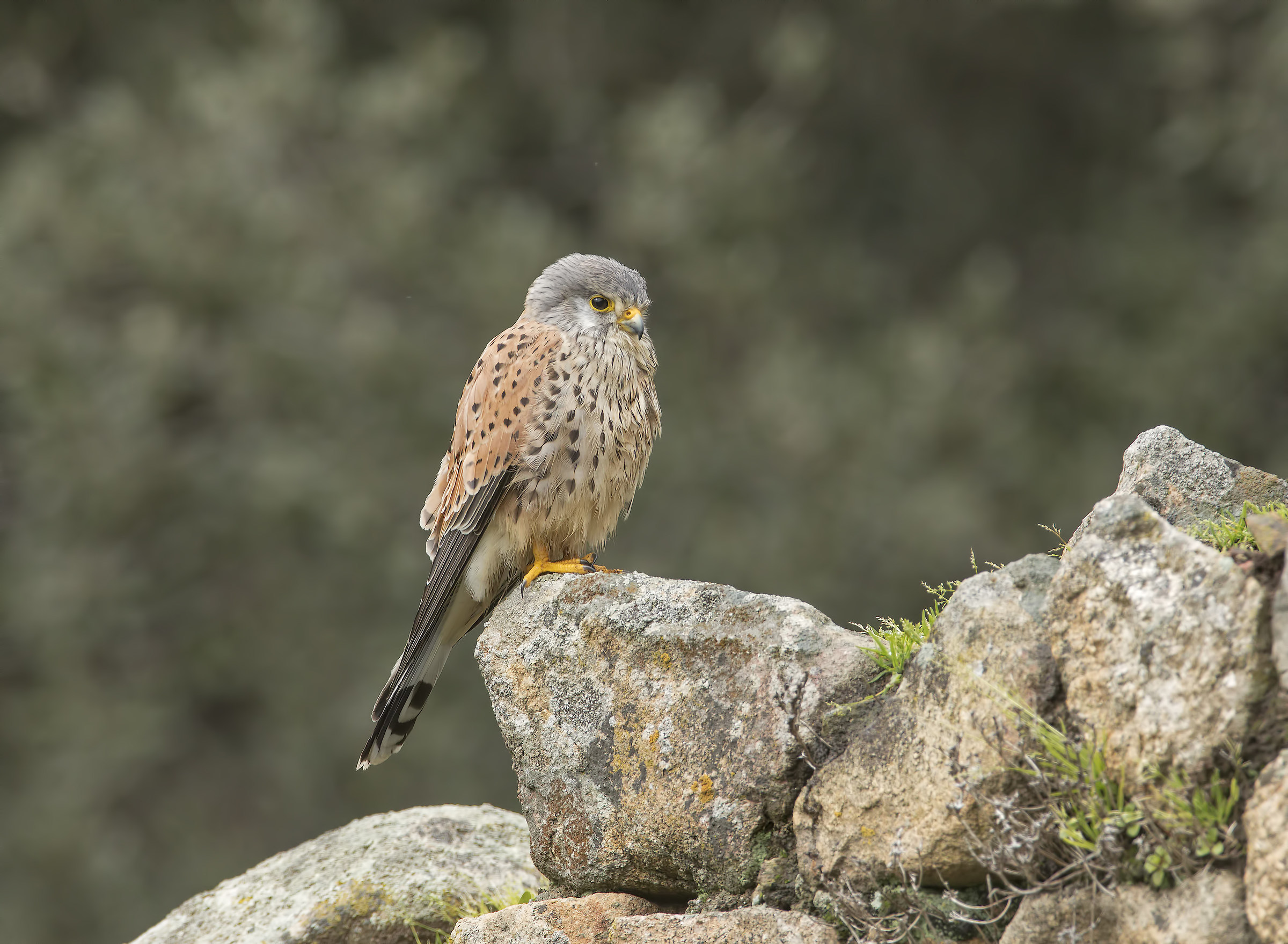 kestrel ... in the rain