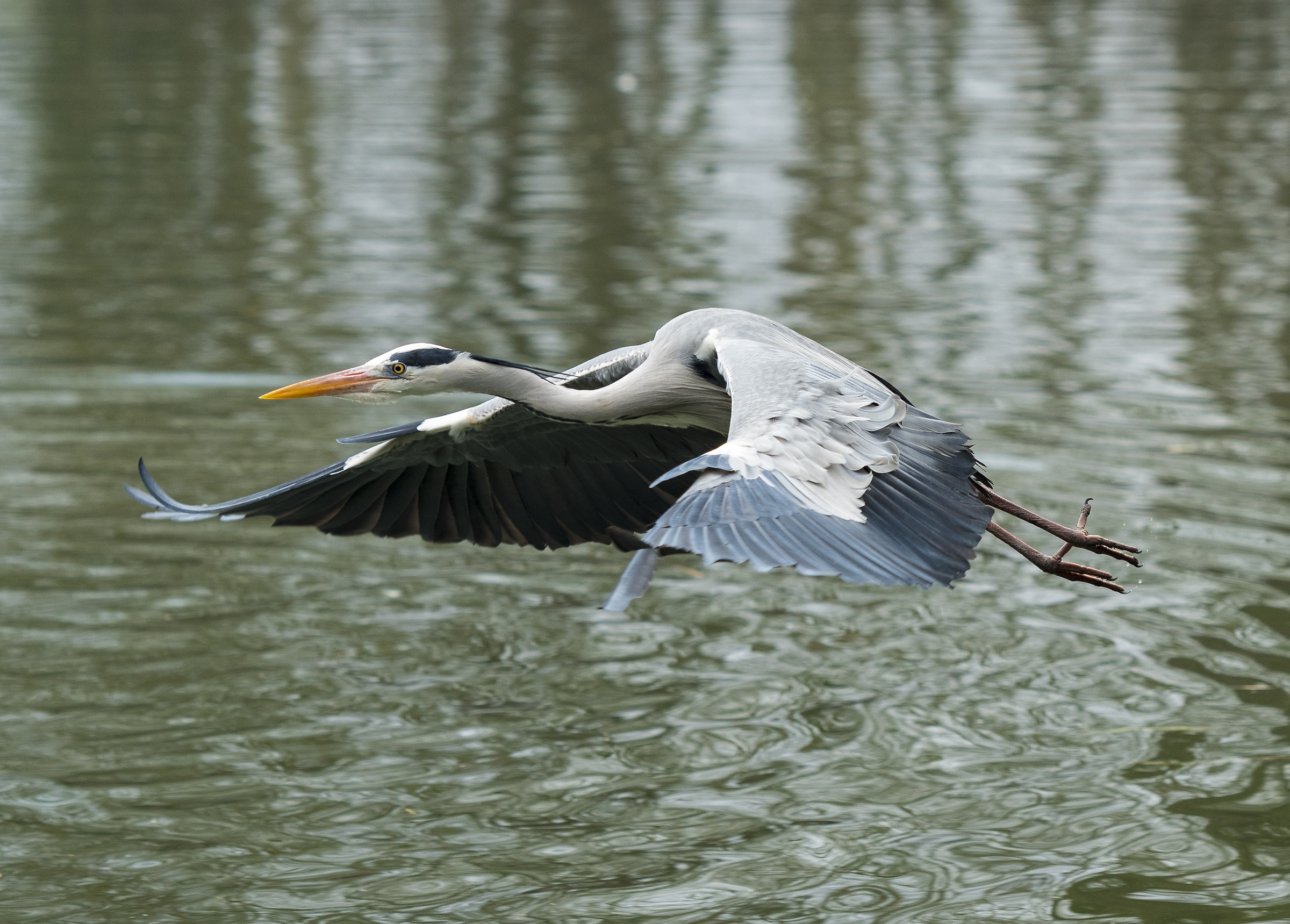 Gray Heron # 3