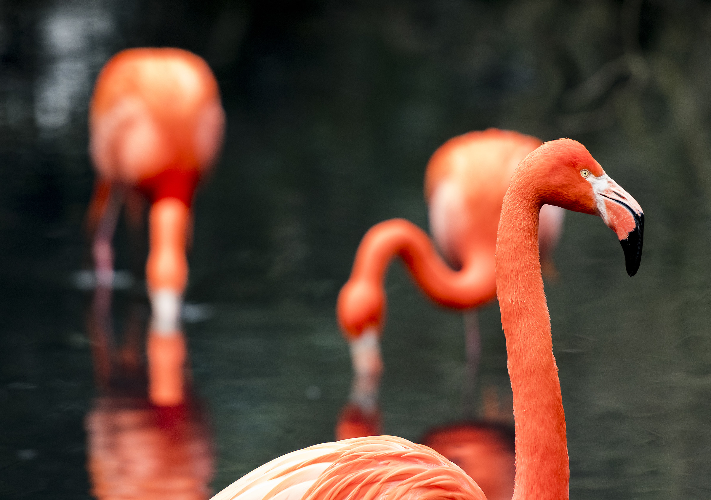 Red Flamingo