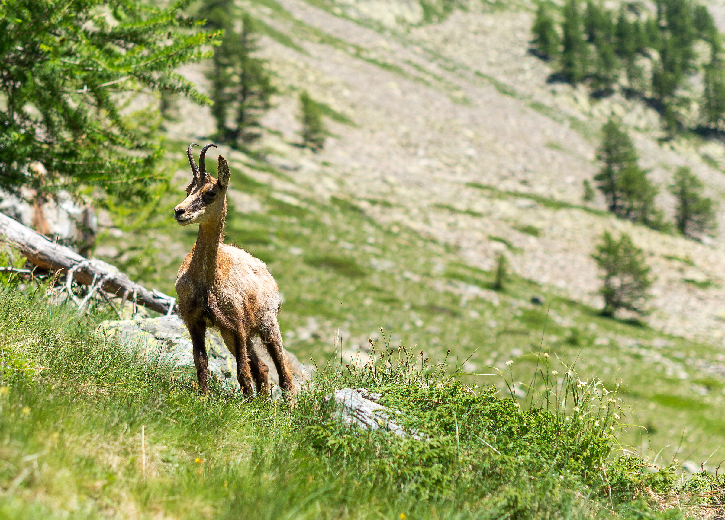 Chamois