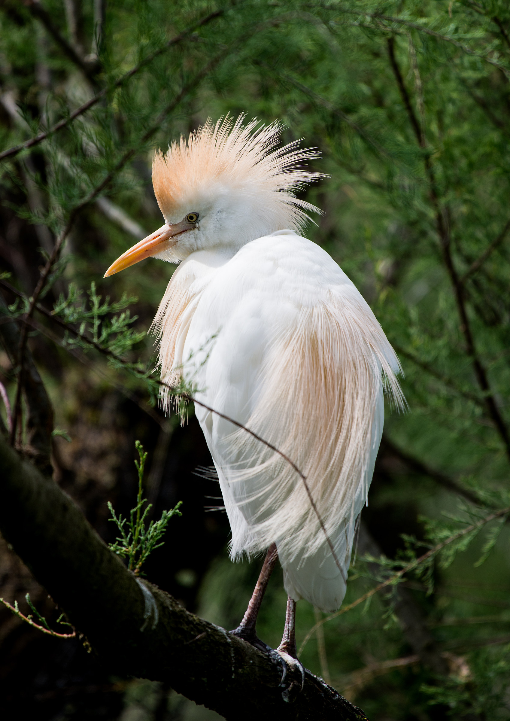 Cattle Egret