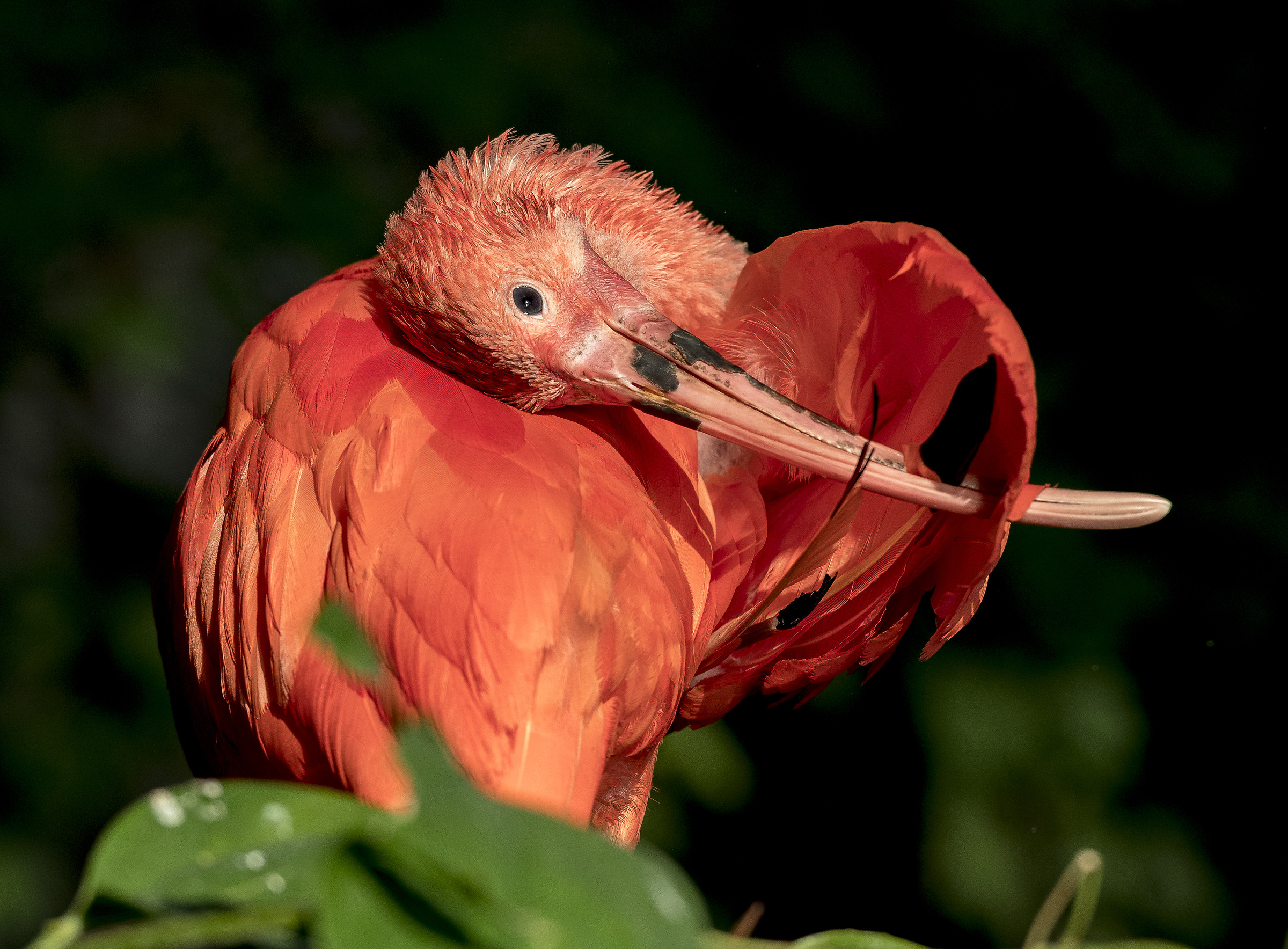 Red Ibis