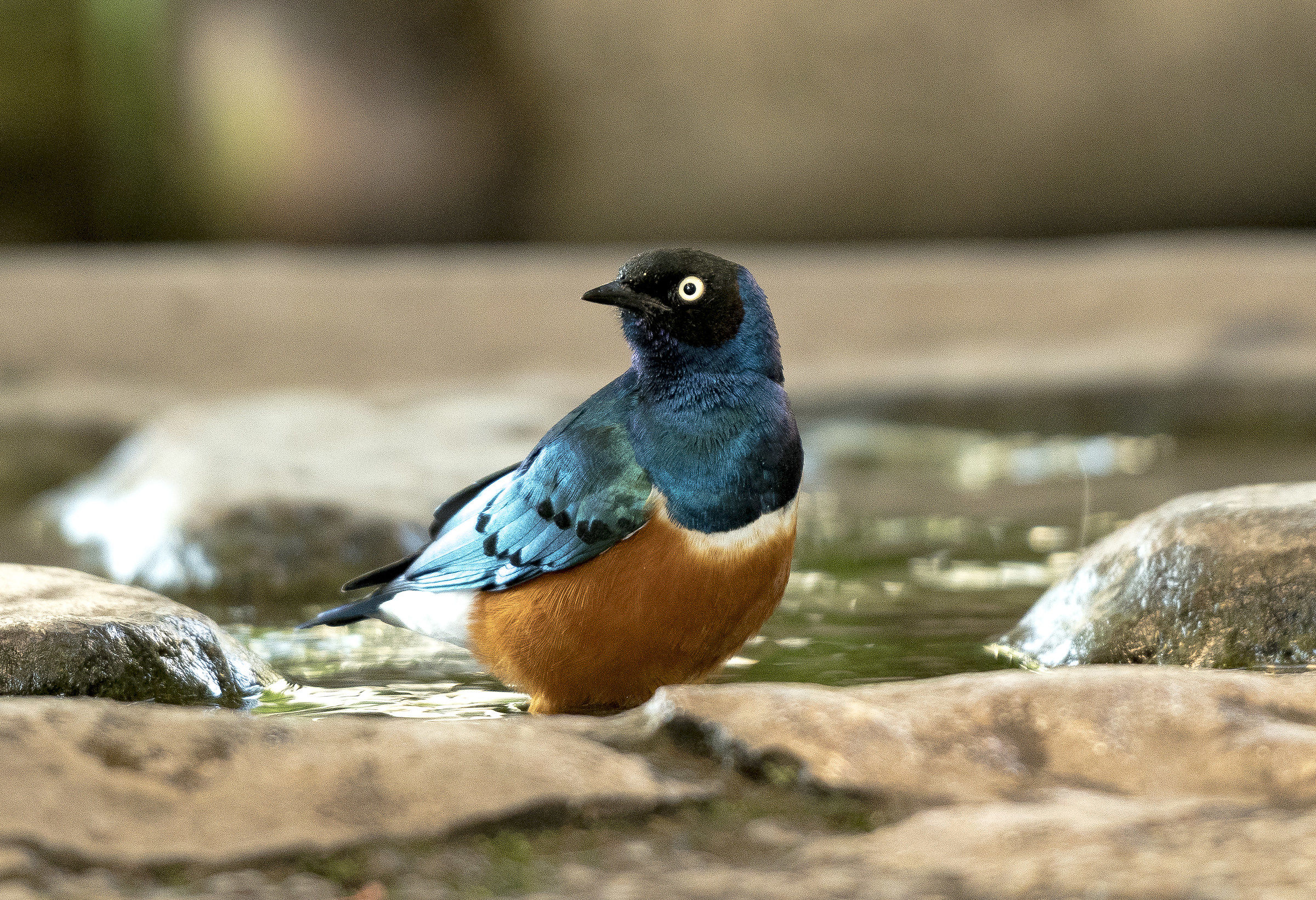 Superb starling