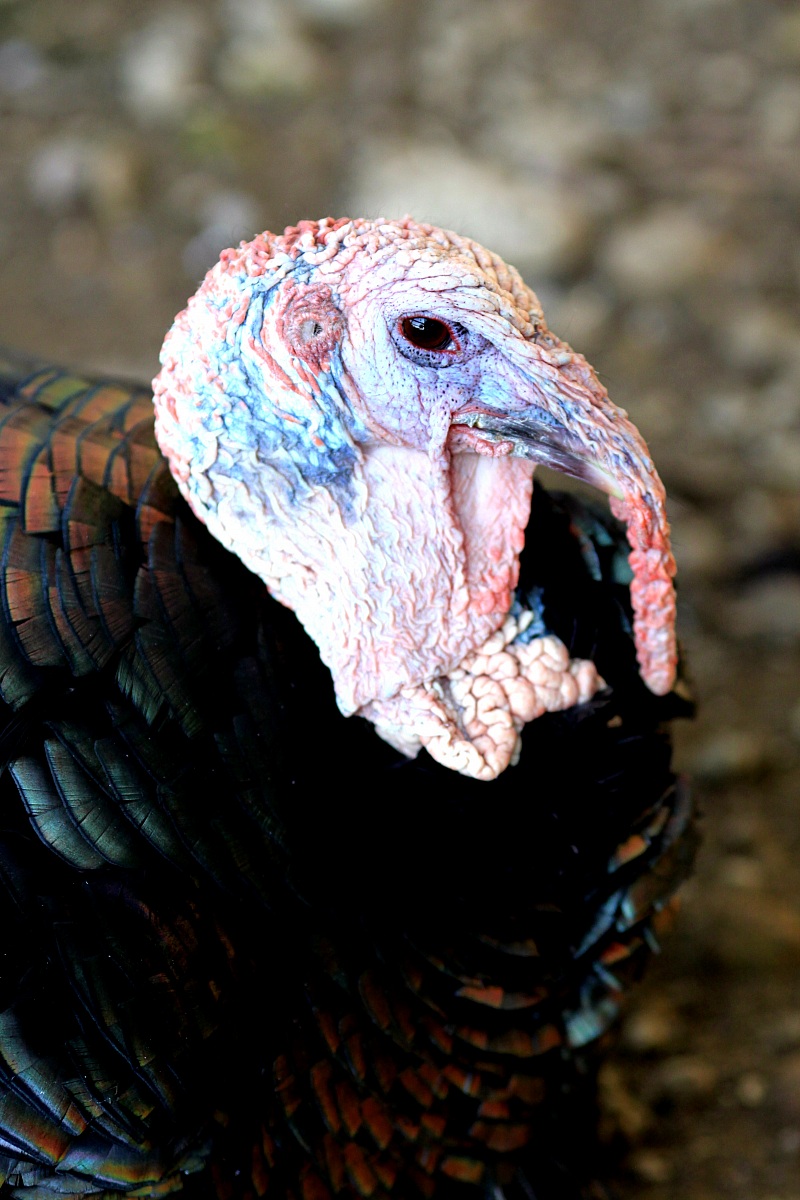 Meleagris gallopavo