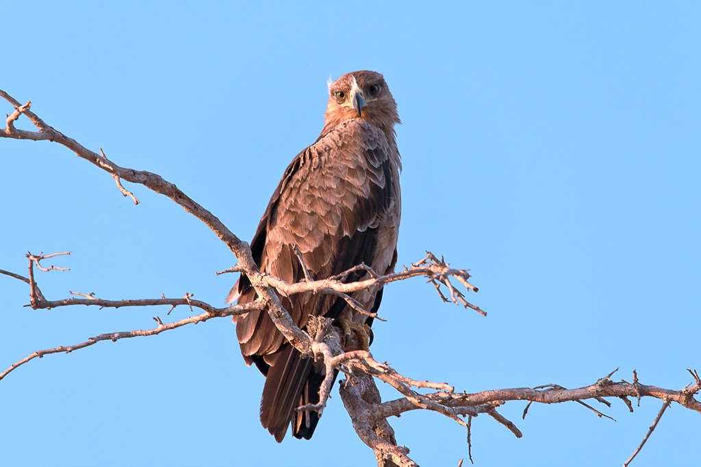 ho il sospetto che...