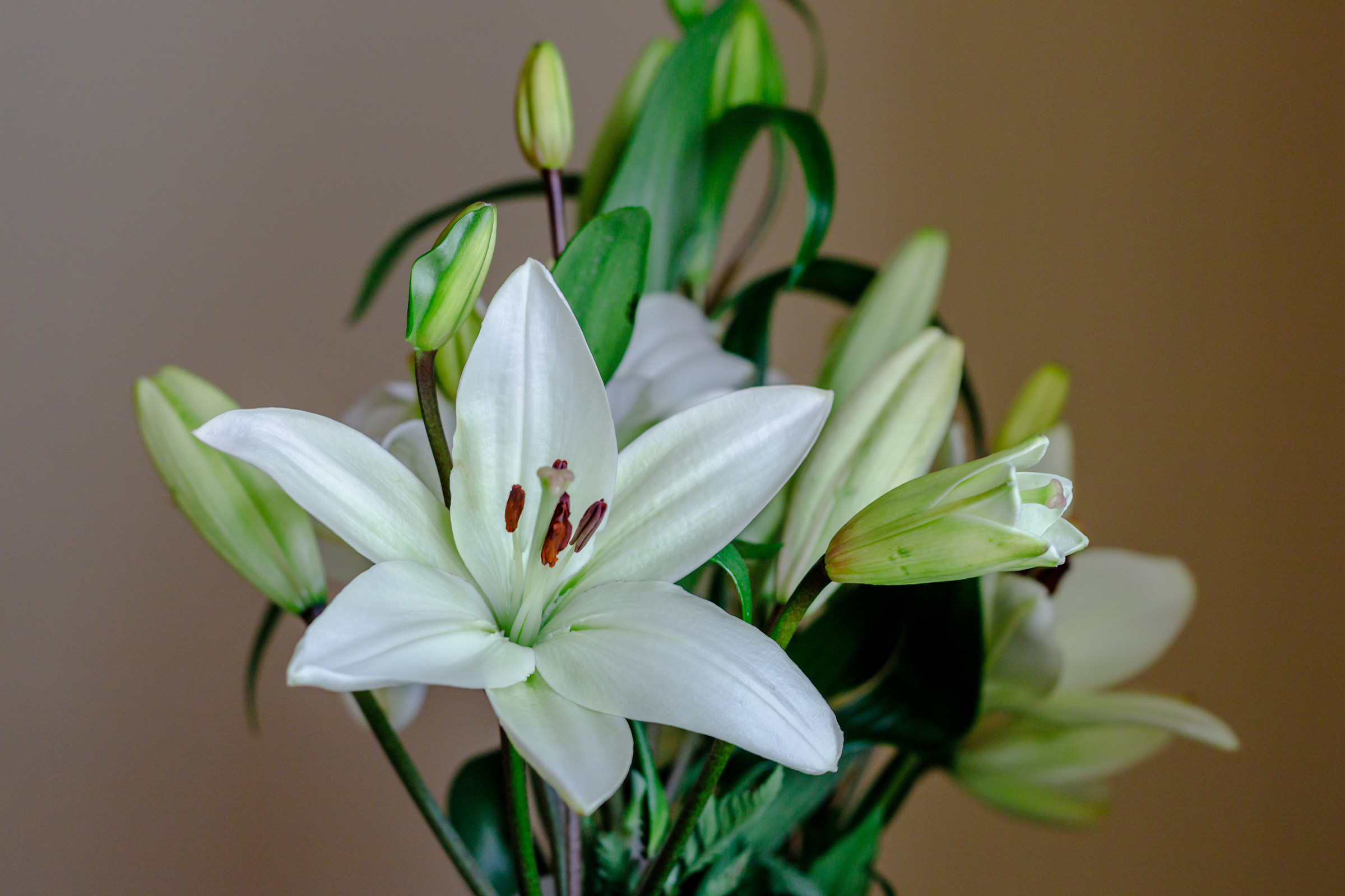 White Lily