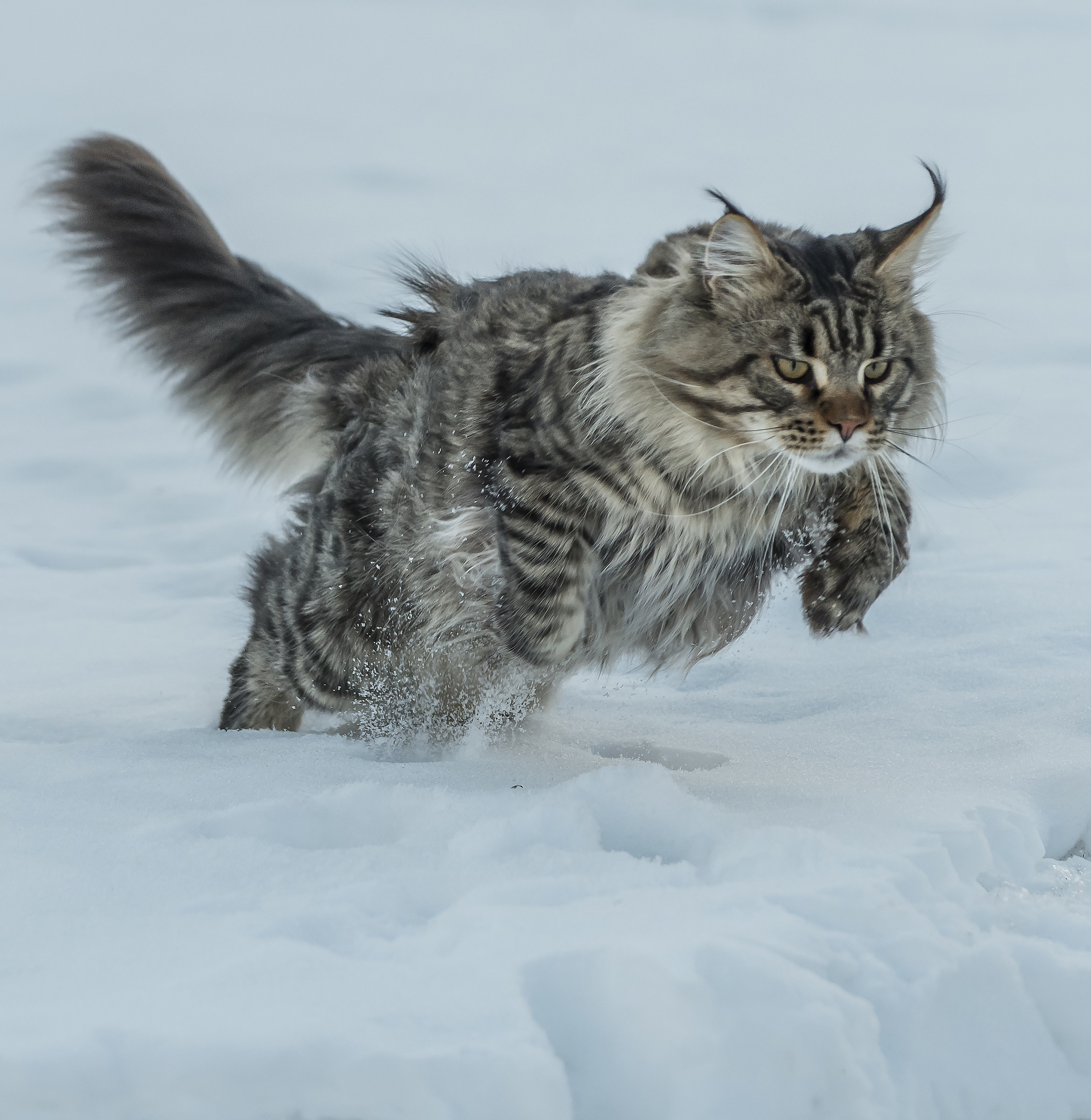 captive cat called lynx cat