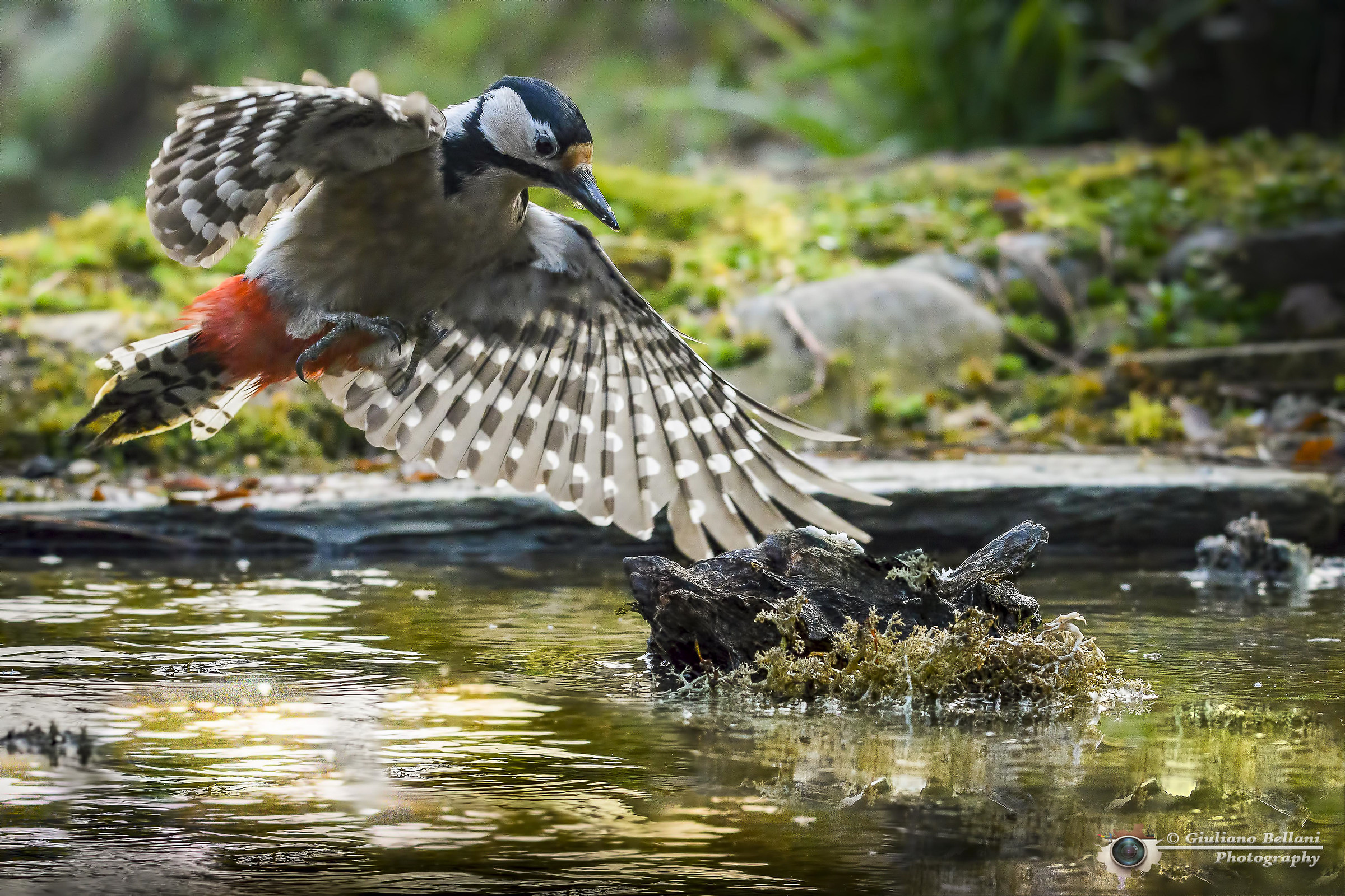 Picchio Rosso Maggiore