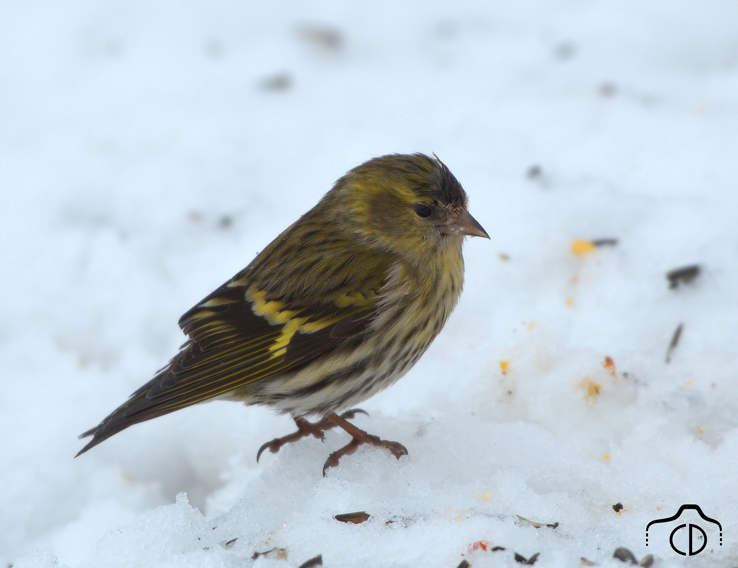 Siskin