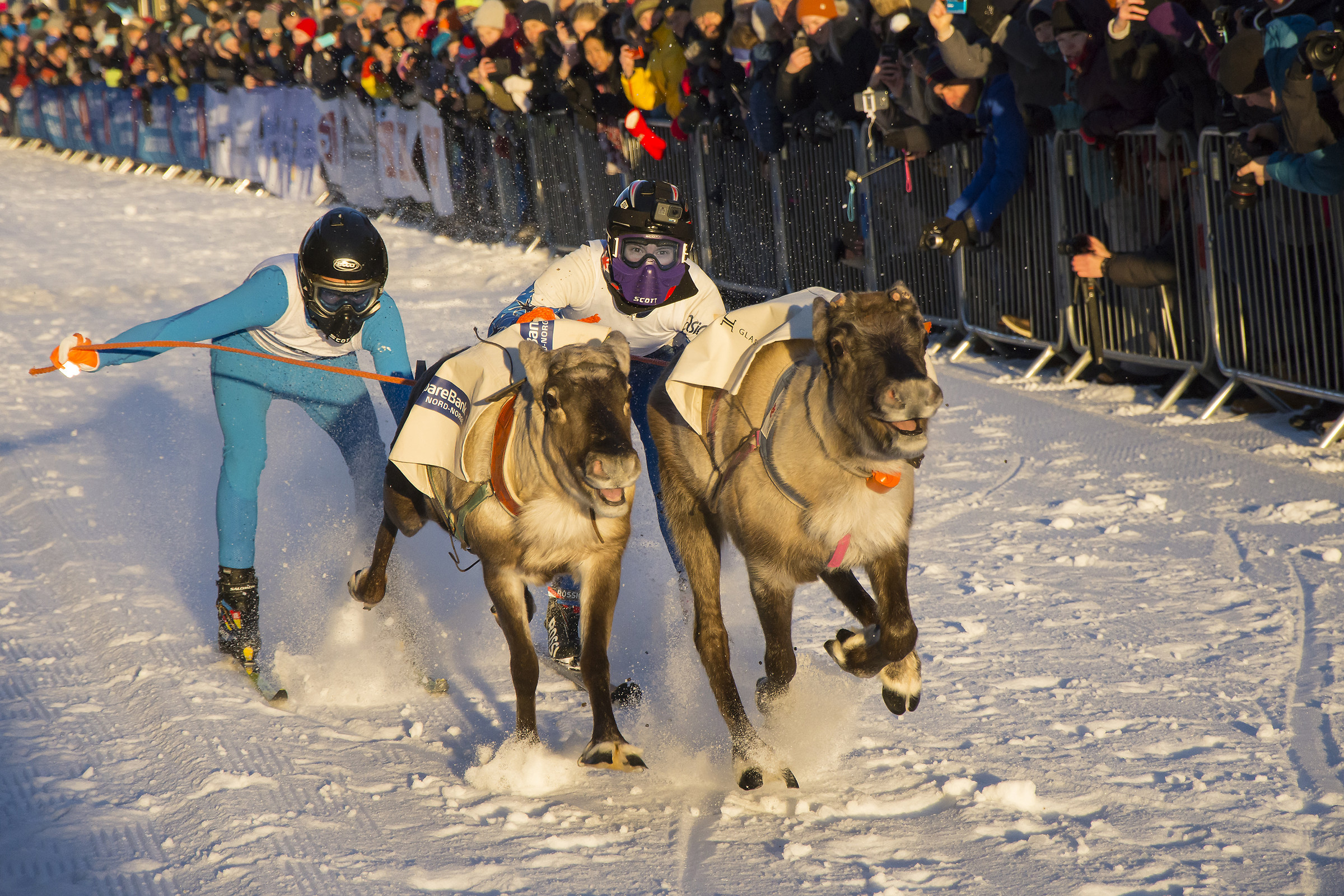 Sonja Reindeer Competition, Tromso