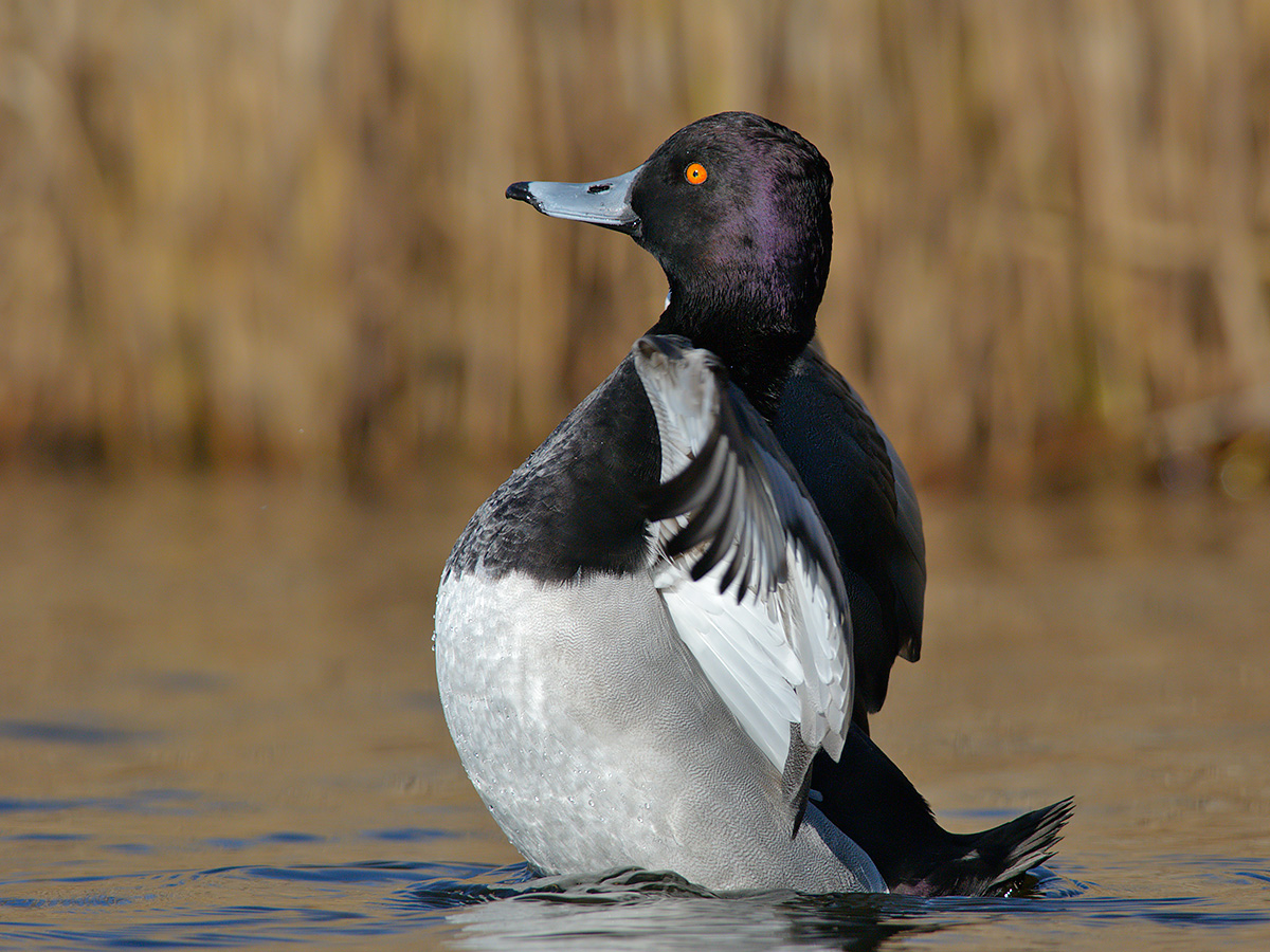 Ibrido moriglione x moretta