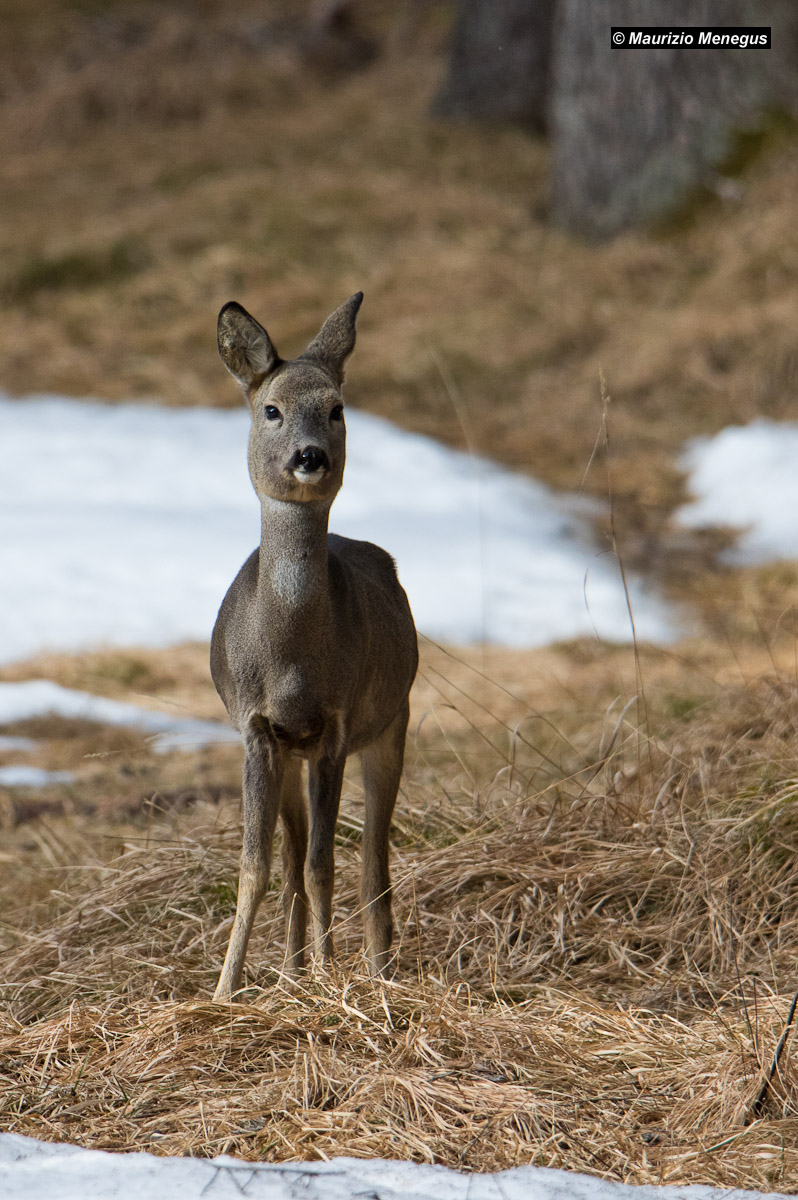 First photos with the eos7dmk2 - Female roe deer