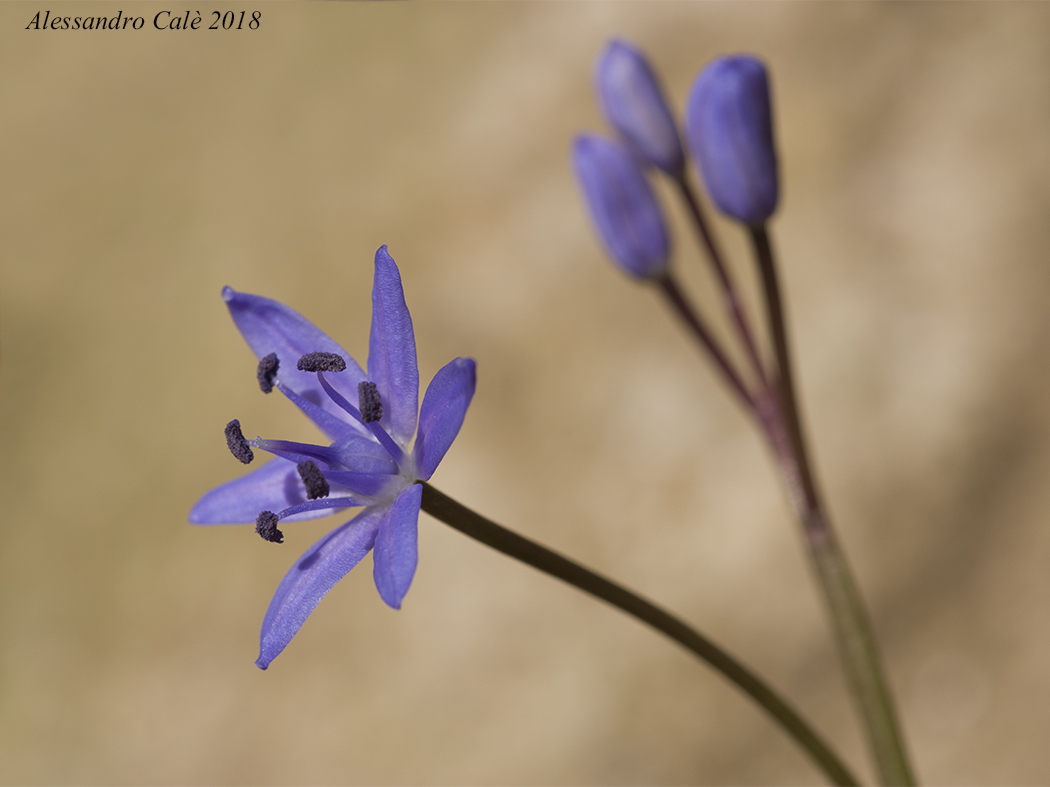 Schila bifolia (Schilla silvestre) 5021