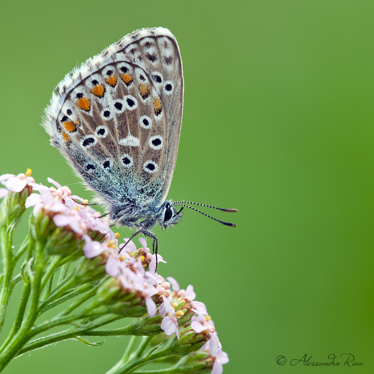 Polyommatus icarus