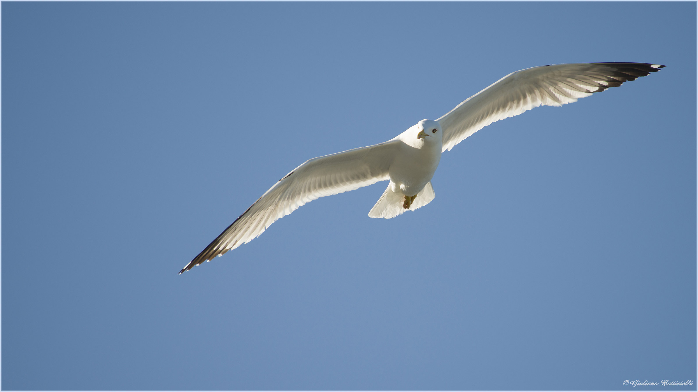Flying in the blue ...