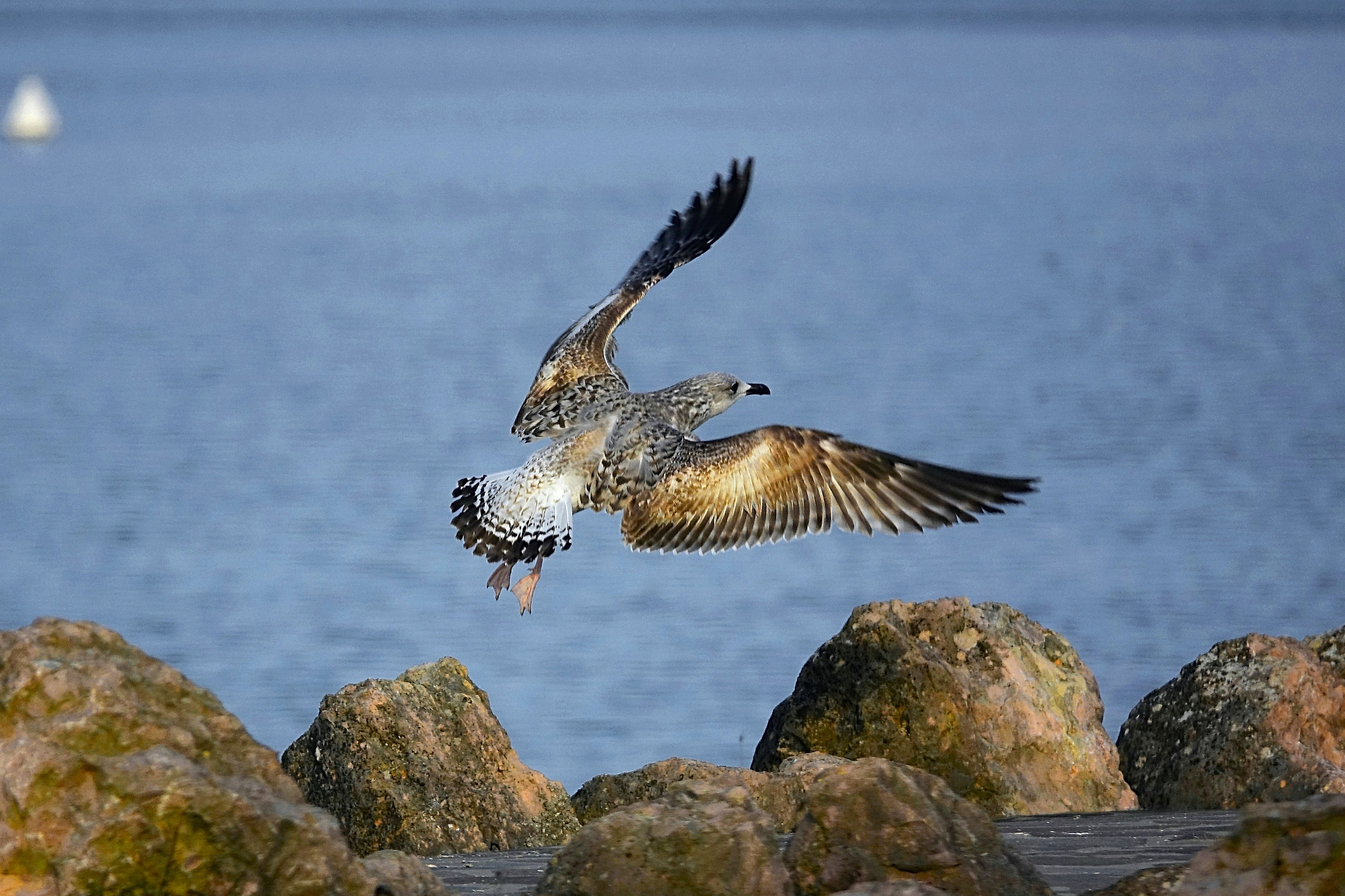 Mugnaiaccio juv. I° anno