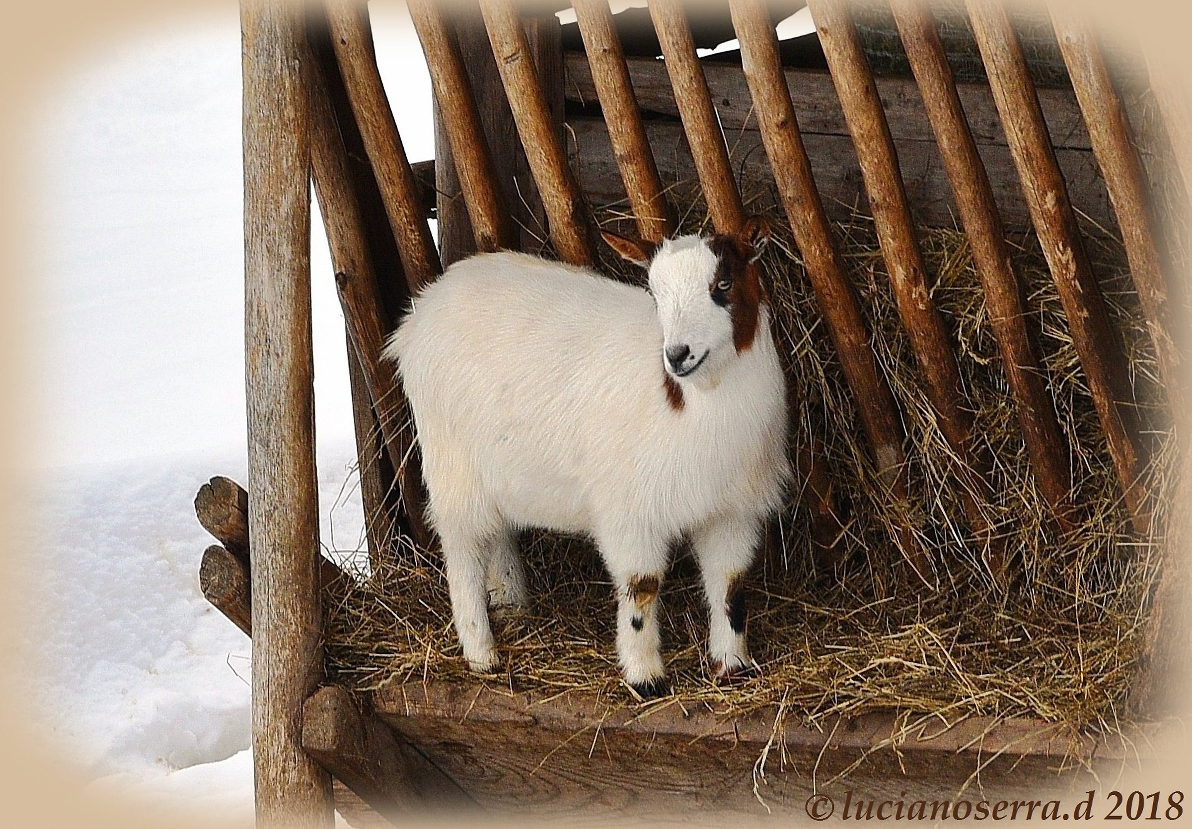 Giovane capretta... sospettosa