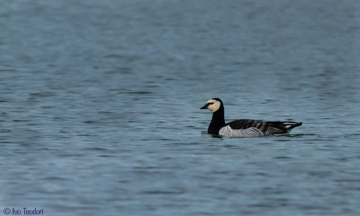 Barnacle goose.