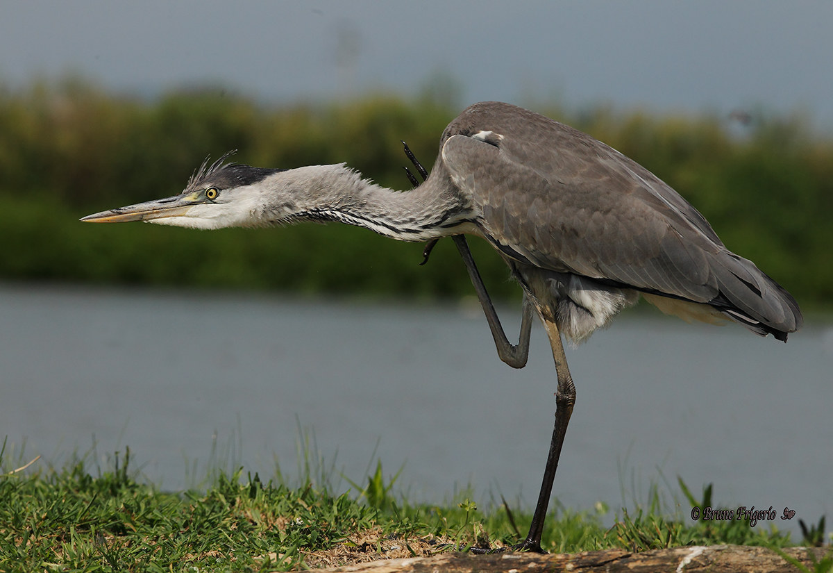 Gray Heron