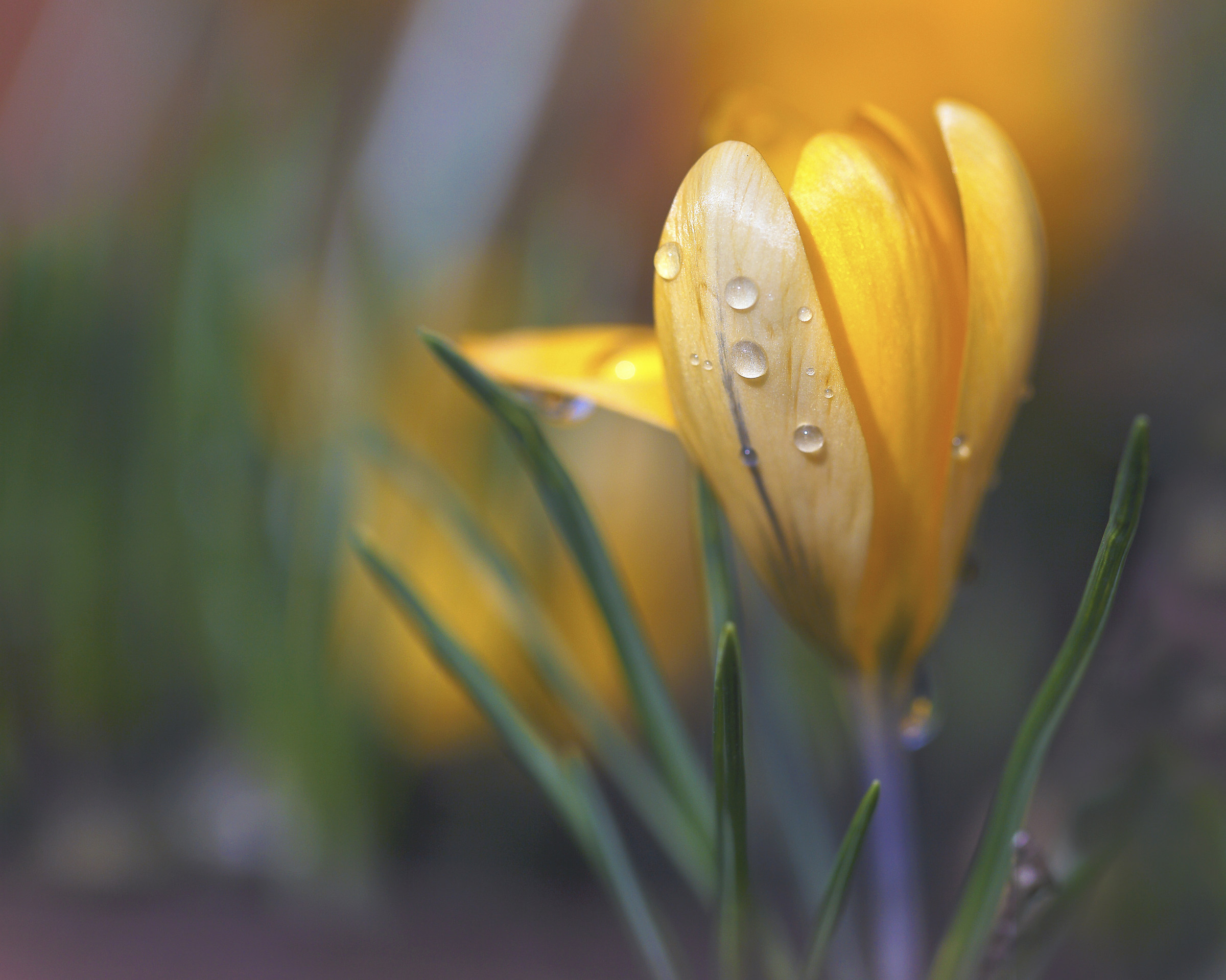 Crocus' drops