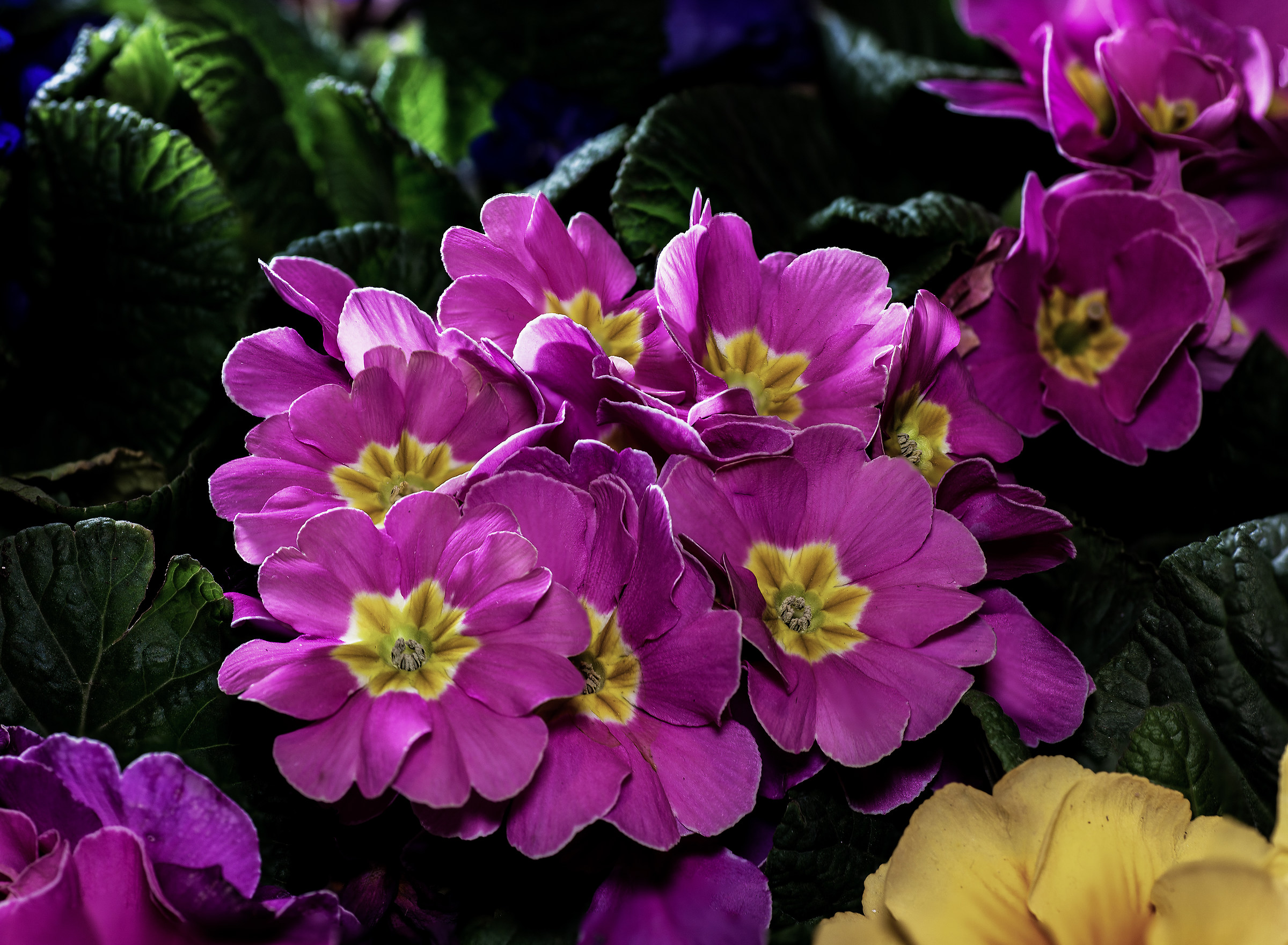 Fiorellini dell'Anita