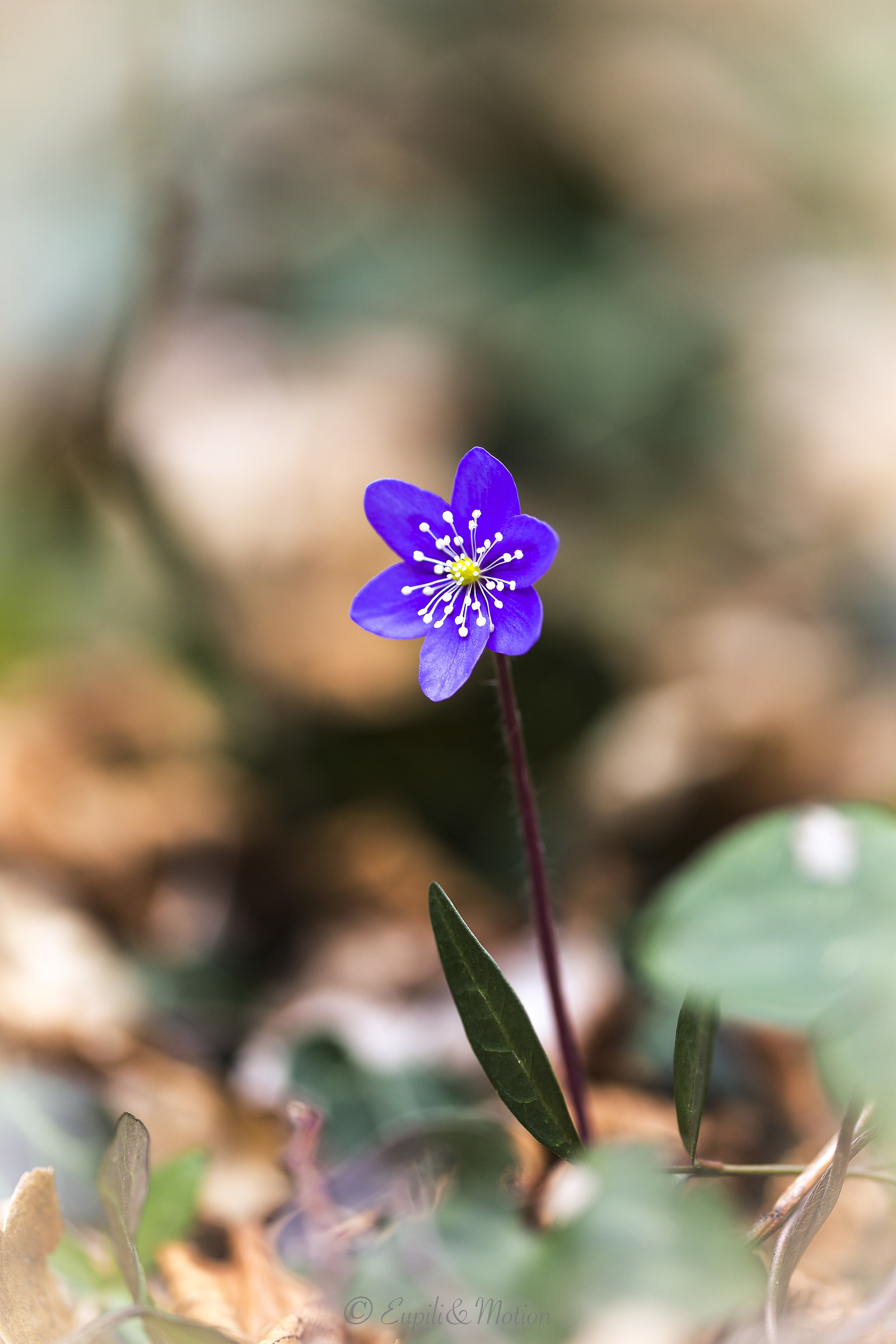 Hepatica solitaria
