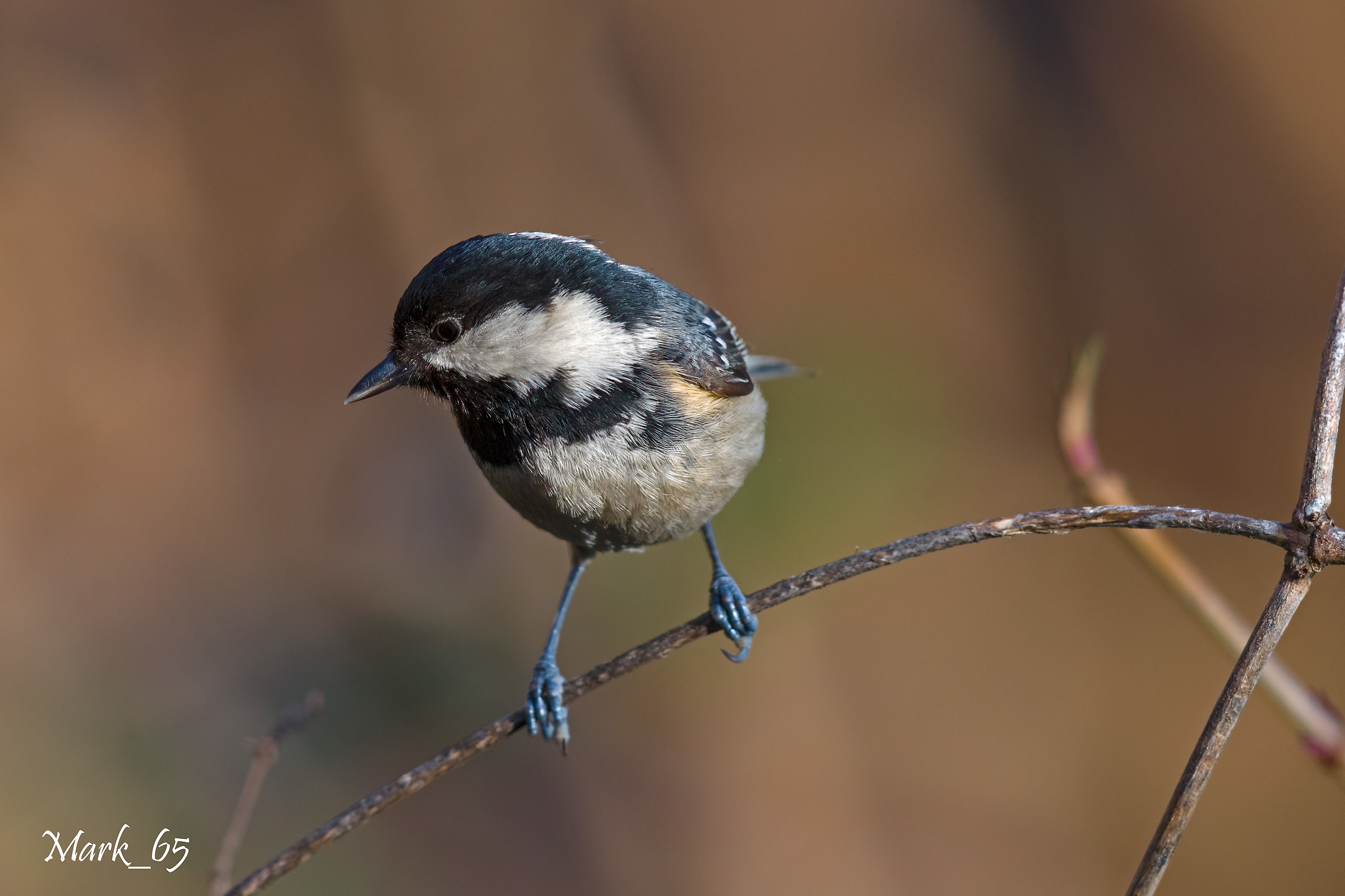 Black tit