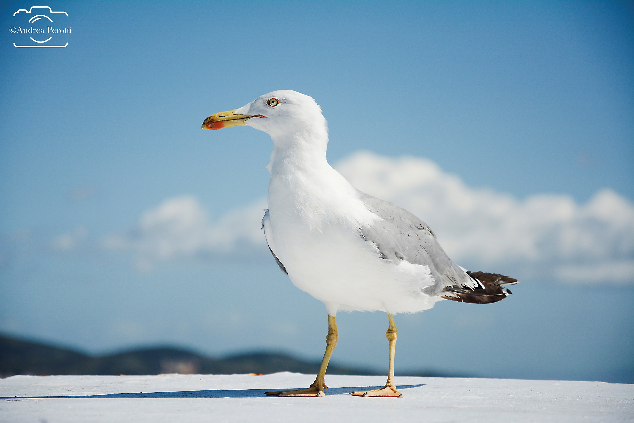 Seagull