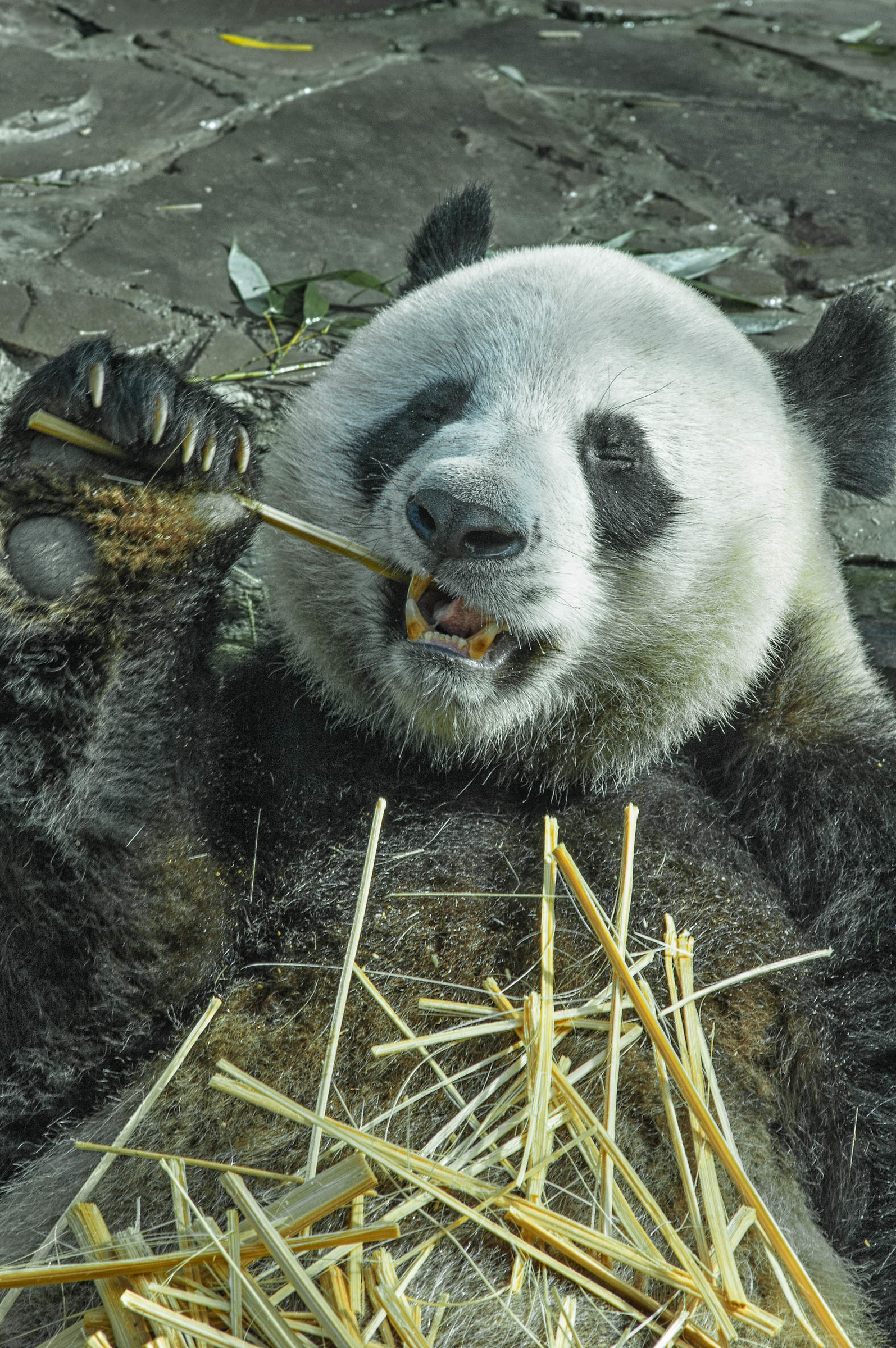 Panda with expression enjoyed