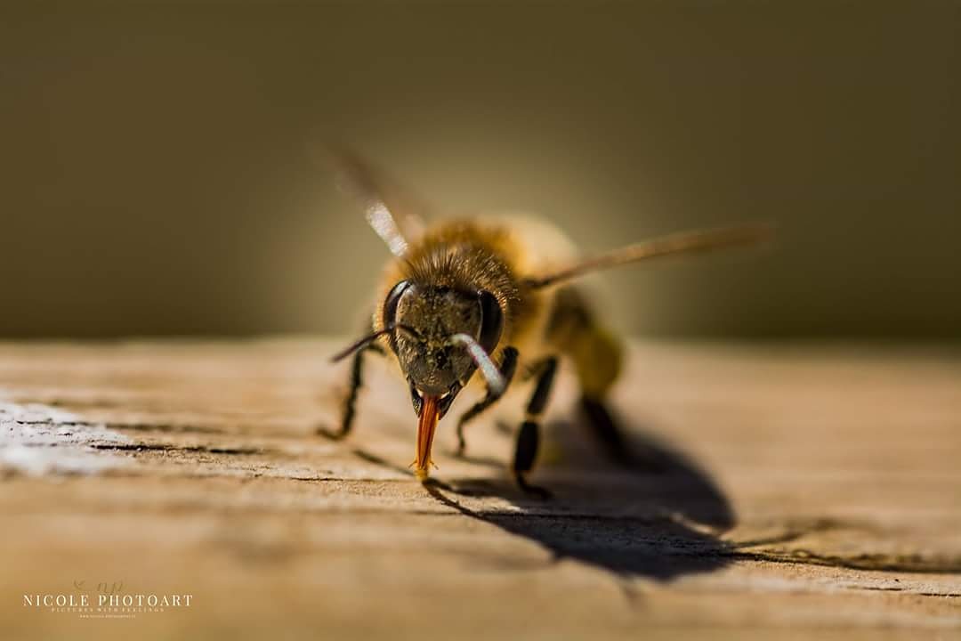 Mischievous bee