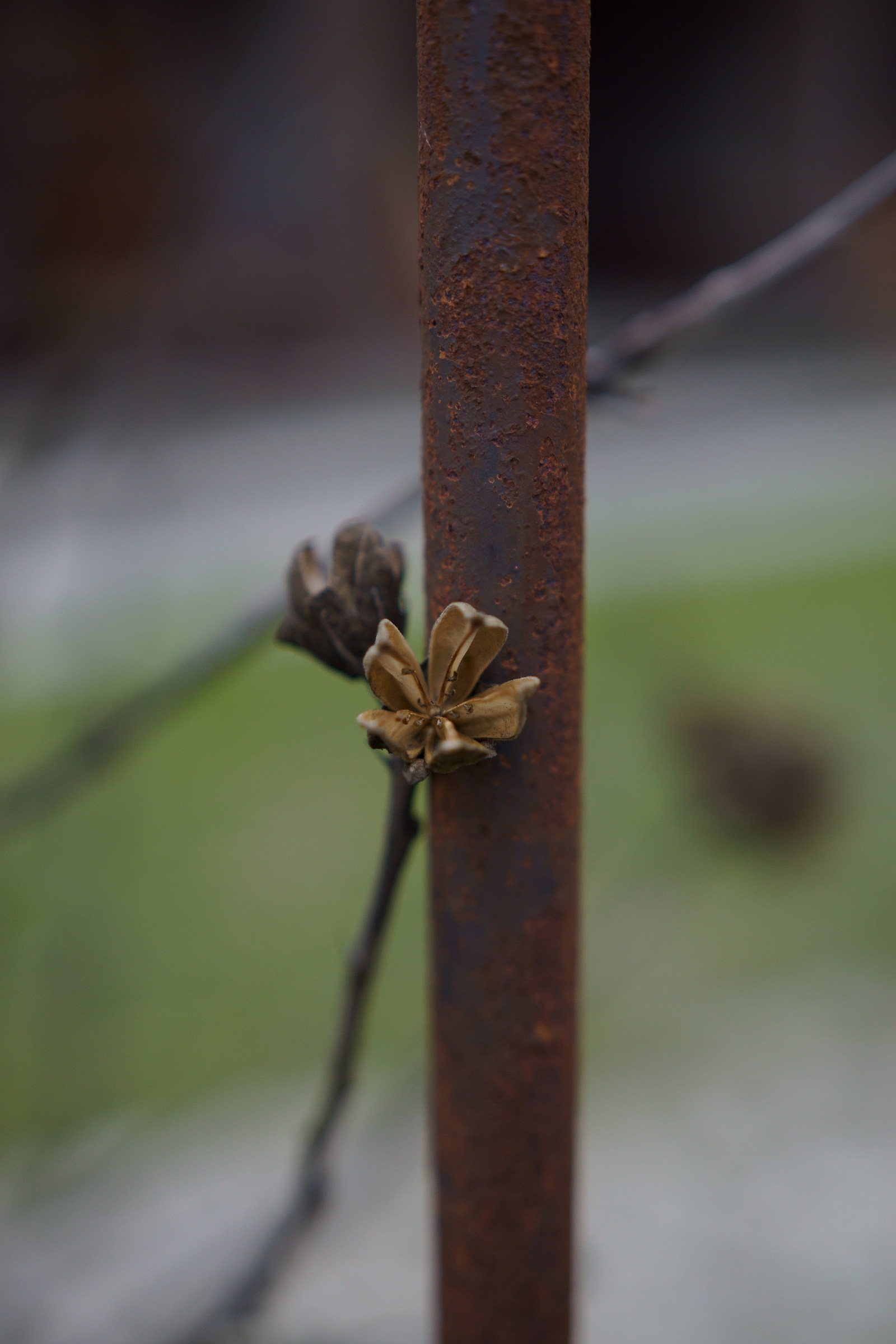 L'arte della natura 5