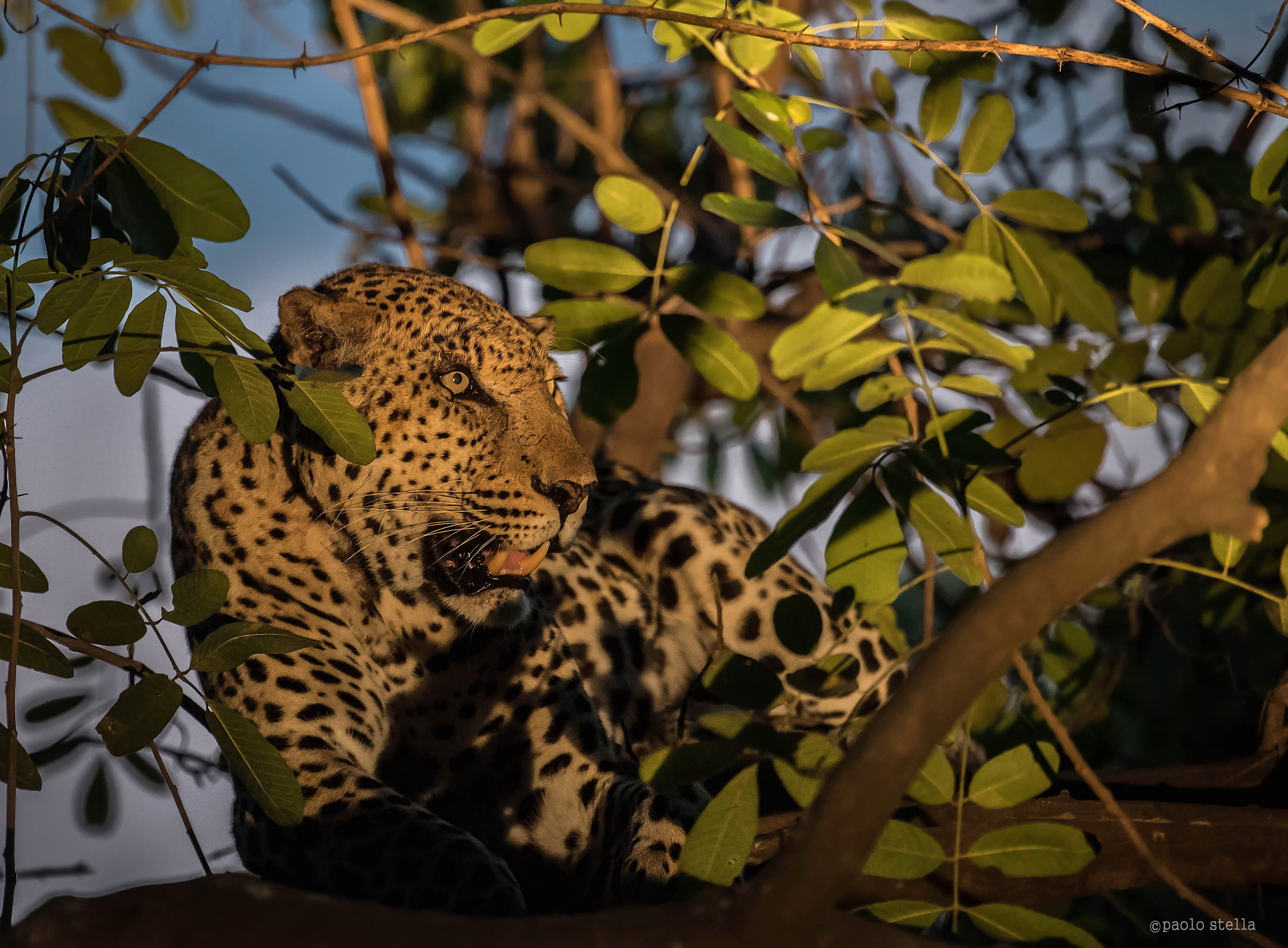 hidden among the branches