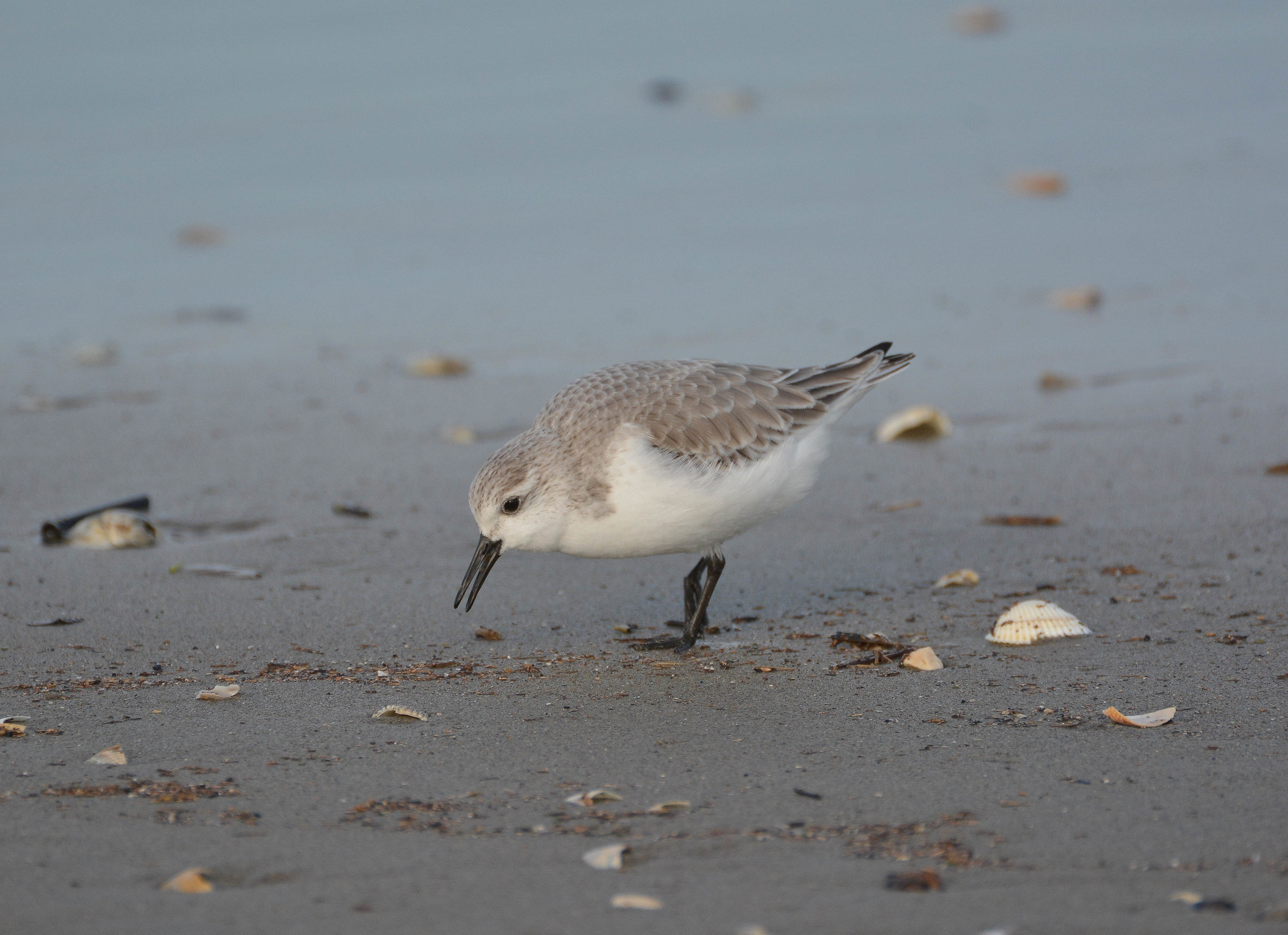 Three-toed sandpiper